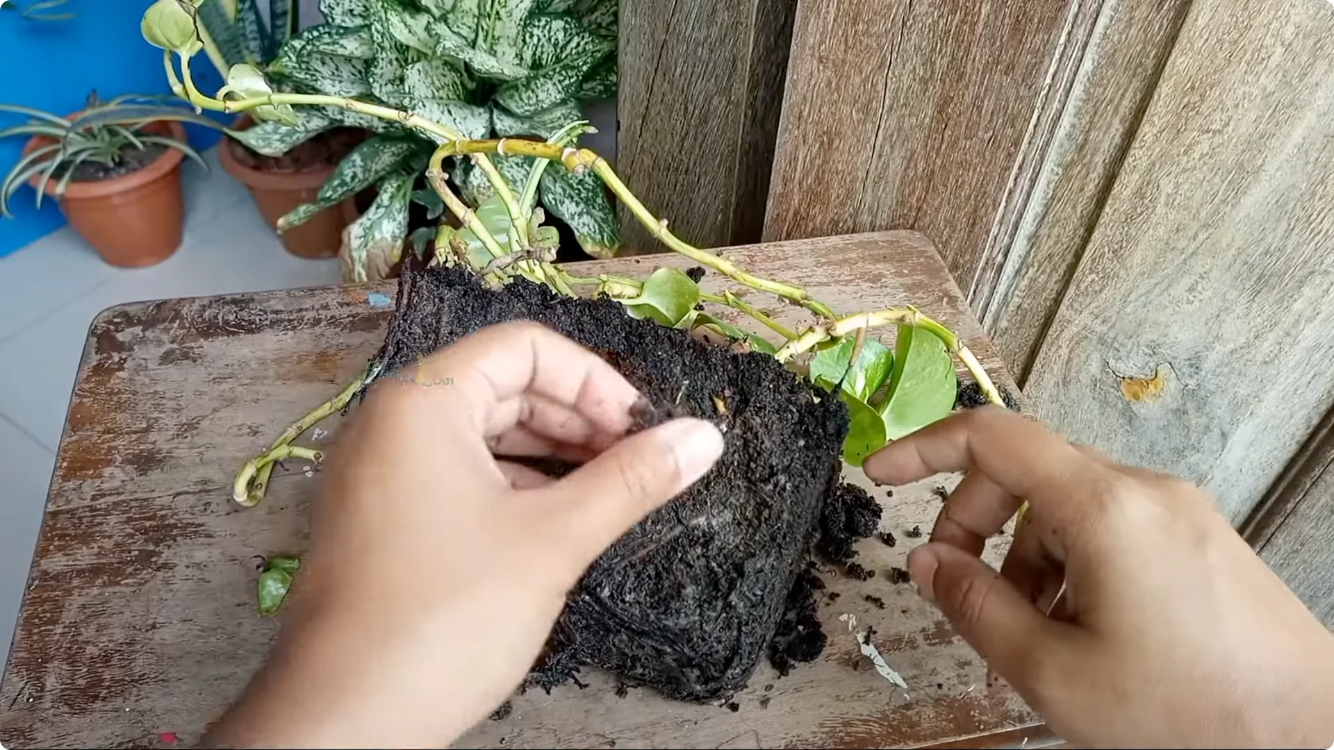 How to Rescue a Struggling Pothos: Essential Care Tips screenshot 3