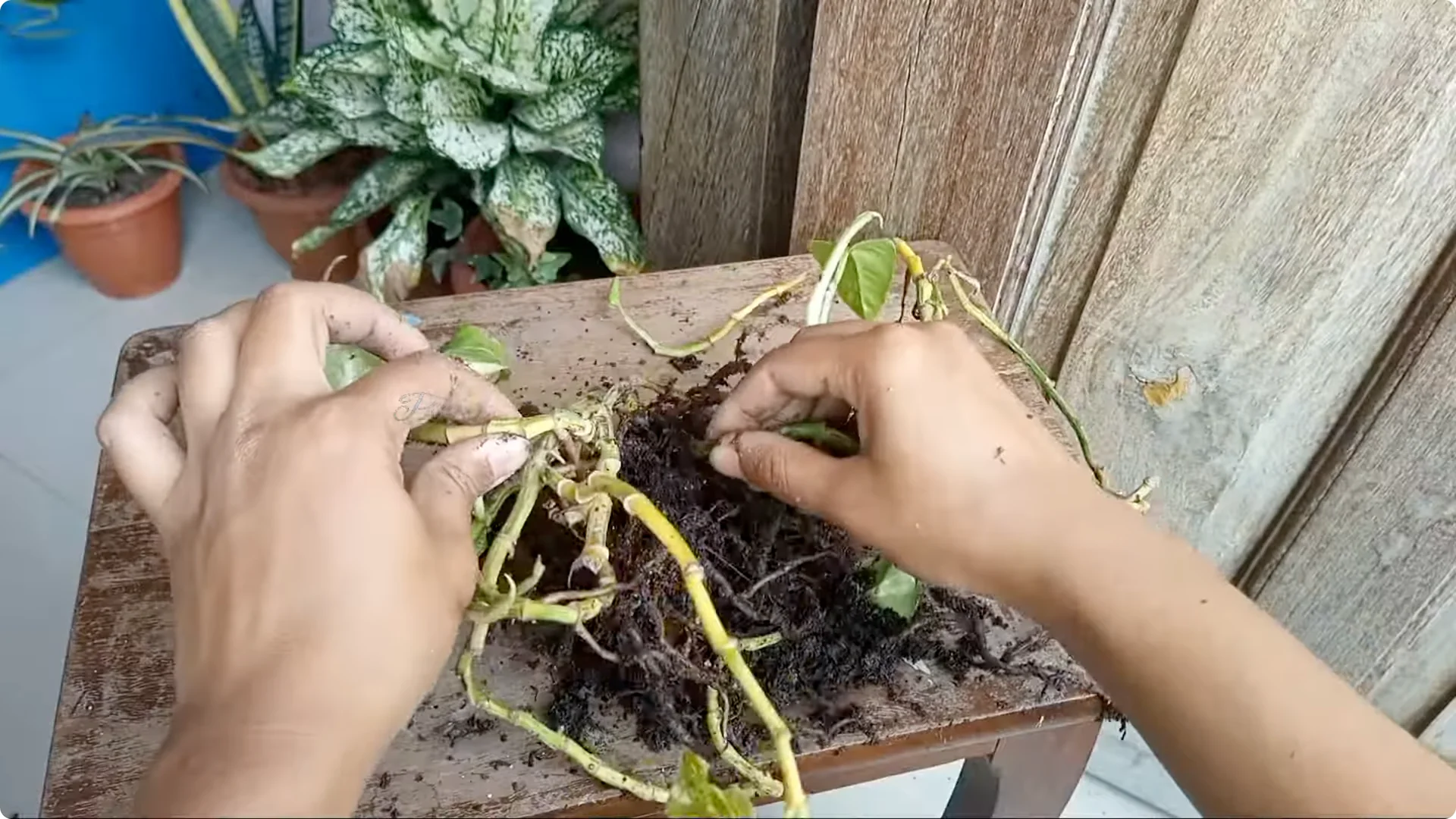 How to Rescue a Struggling Pothos: Essential Care Tips screenshot 4