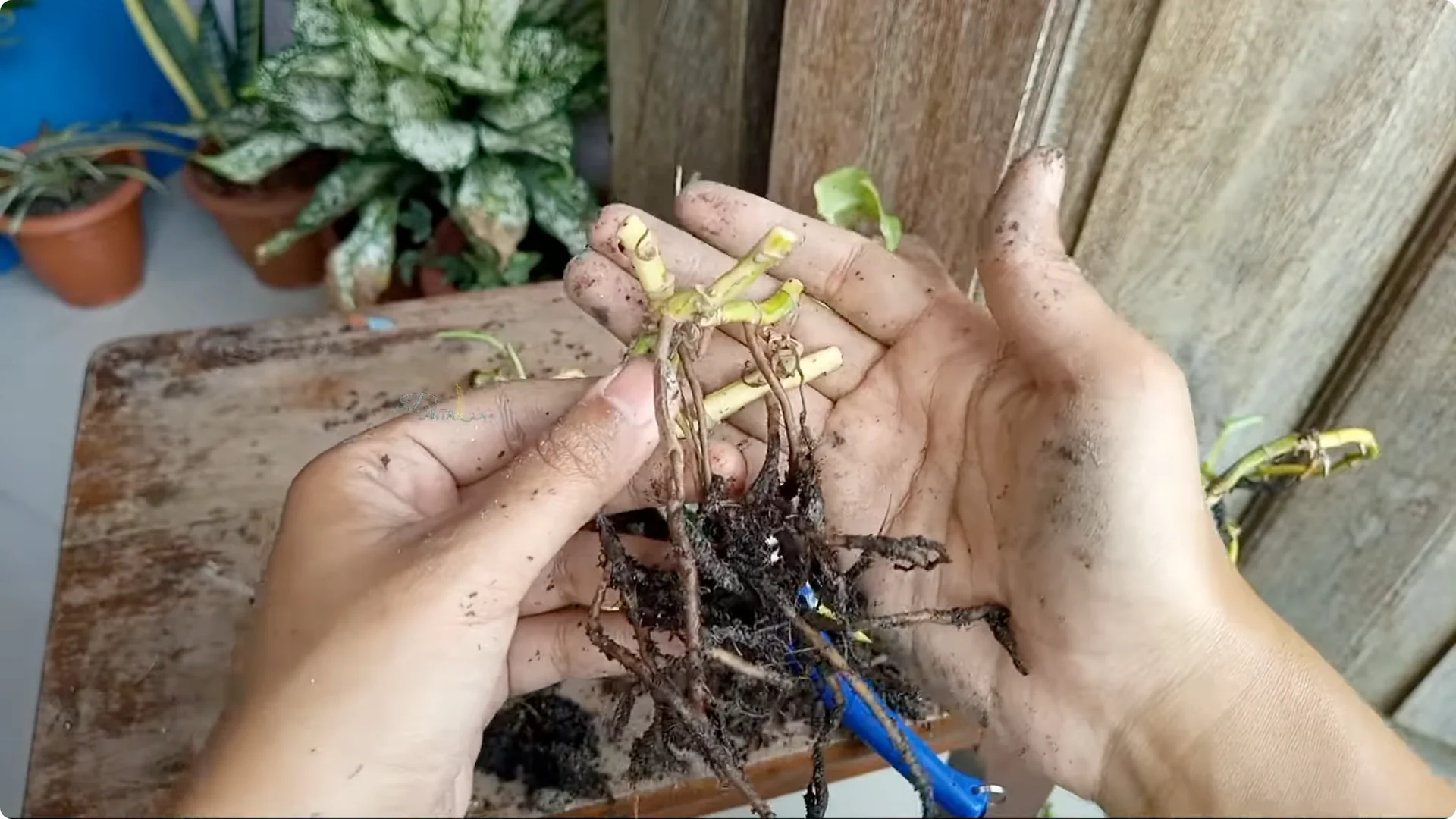 How to Rescue a Struggling Pothos: Essential Care Tips screenshot 5
