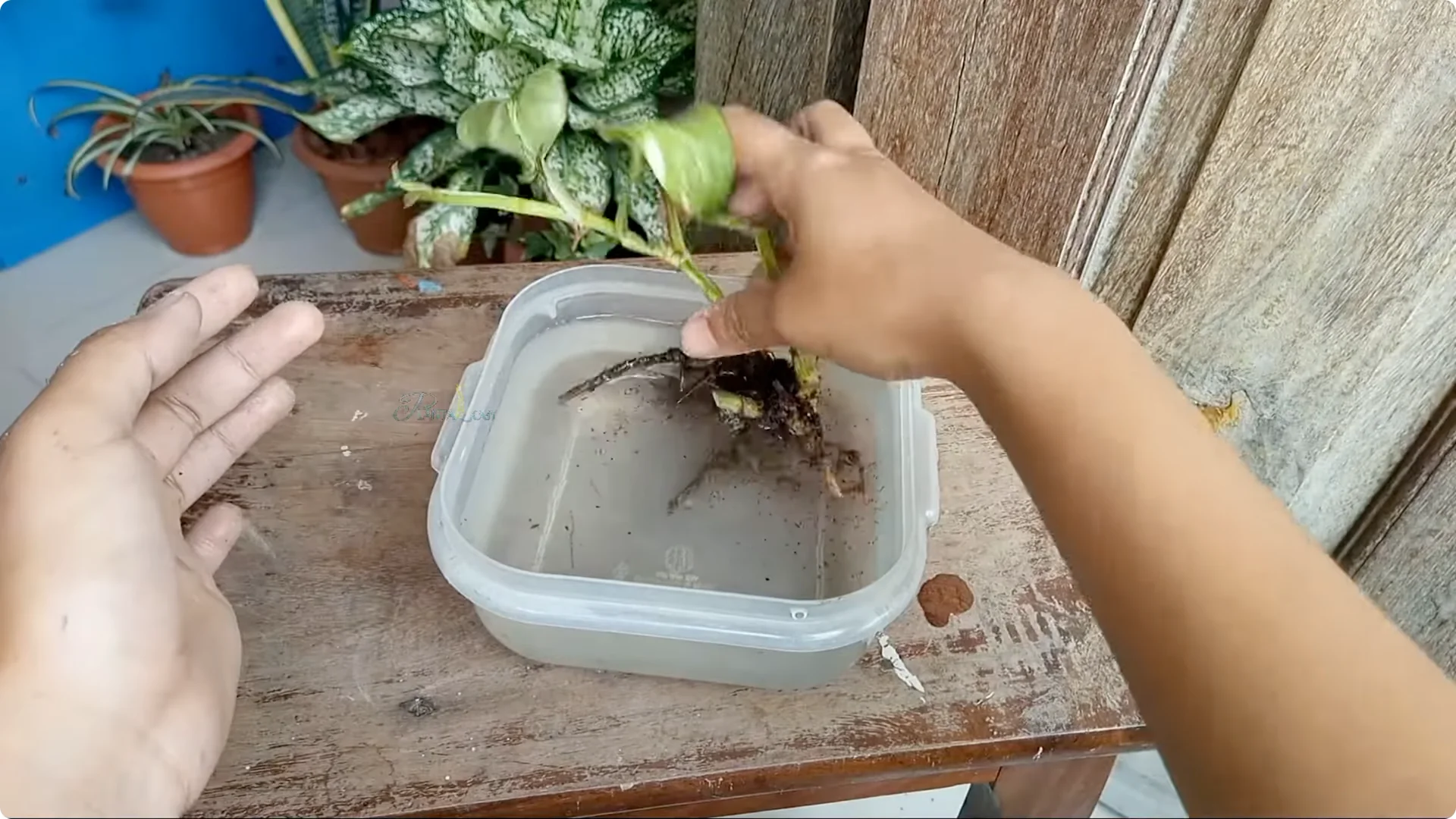 How to Rescue a Struggling Pothos: Essential Care Tips screenshot 6