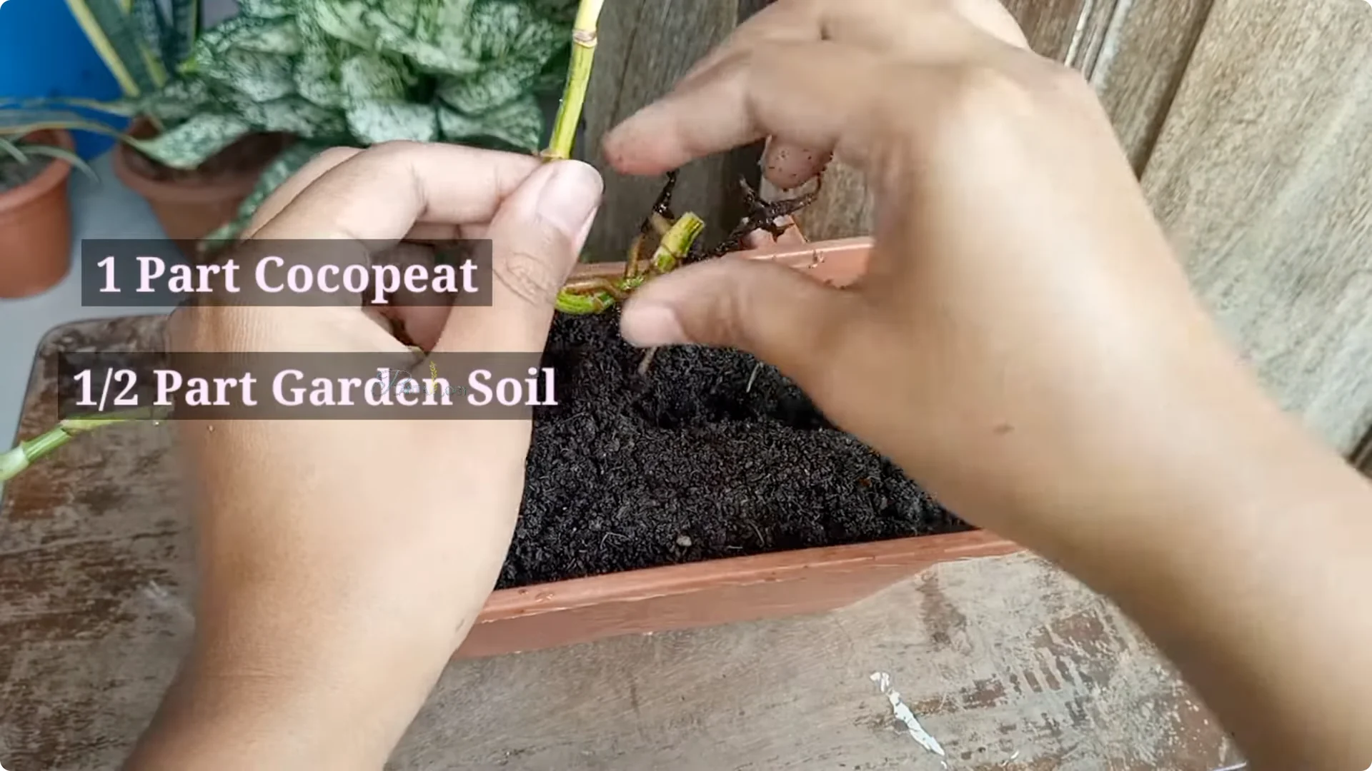 How to Rescue a Struggling Pothos: Essential Care Tips screenshot 7