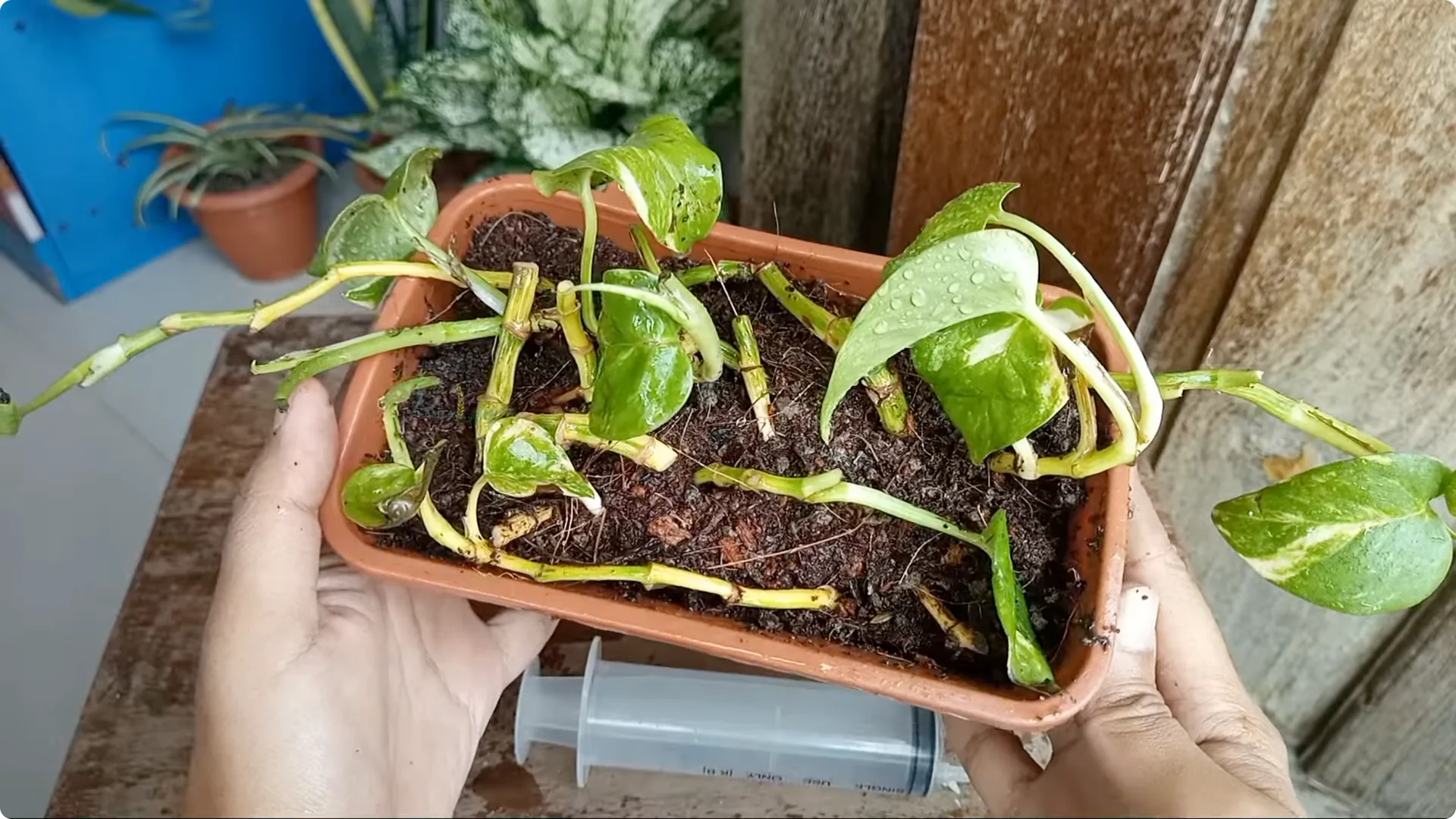 How to Rescue a Struggling Pothos: Essential Care Tips screenshot 8