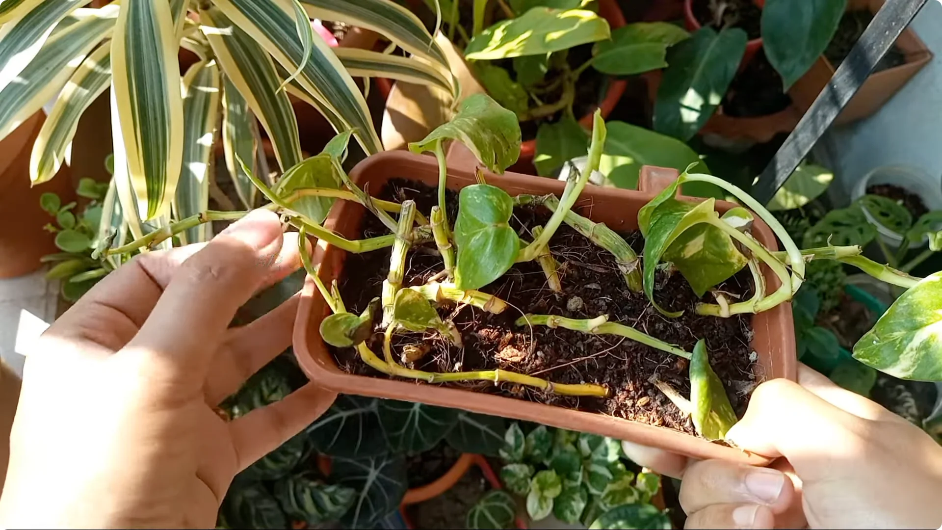 How to Rescue a Struggling Pothos: Essential Care Tips screenshot 9