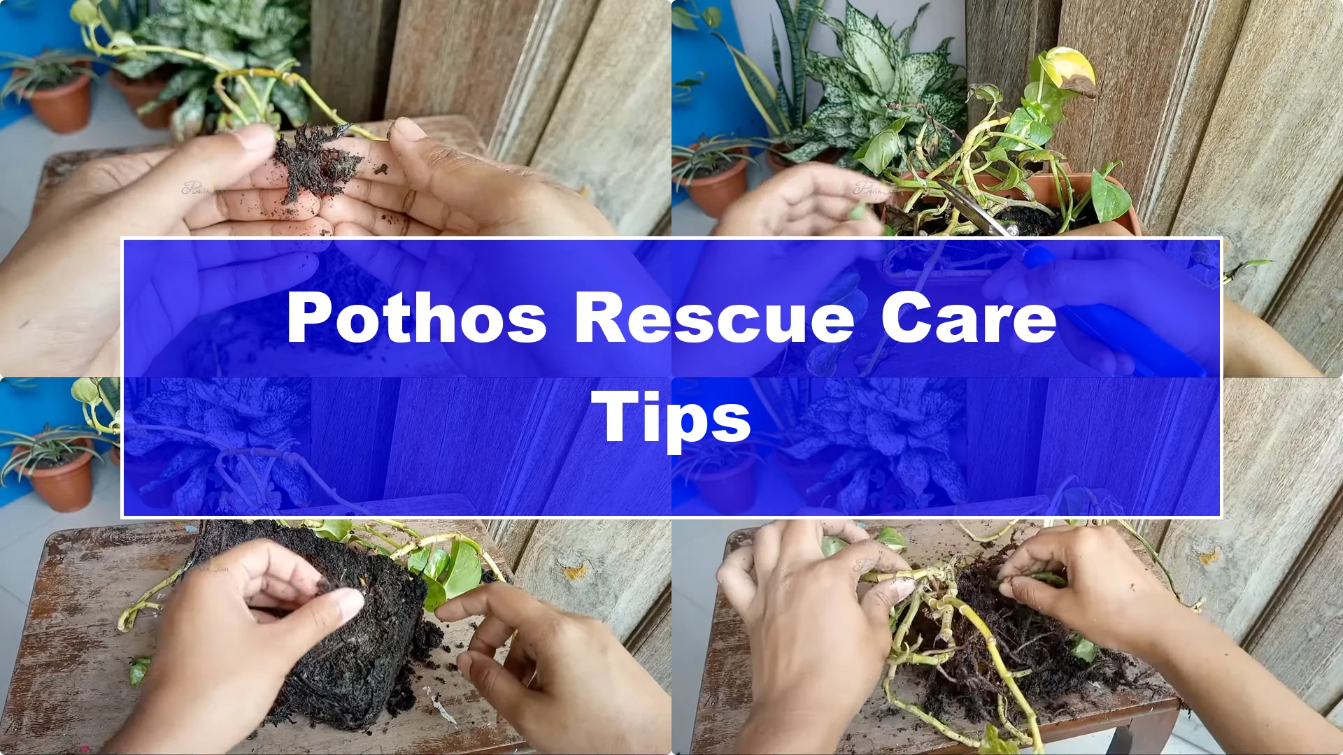 How to Rescue a Struggling Pothos: Essential Care Tips - Featured Image
