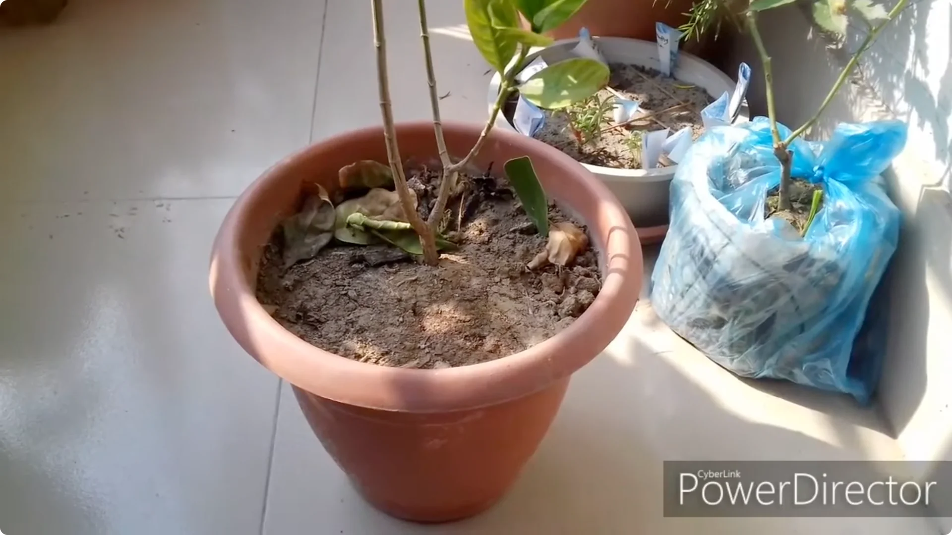 How to Restore Yellow Leaves on Your Chandni Plant Effectively screenshot 1