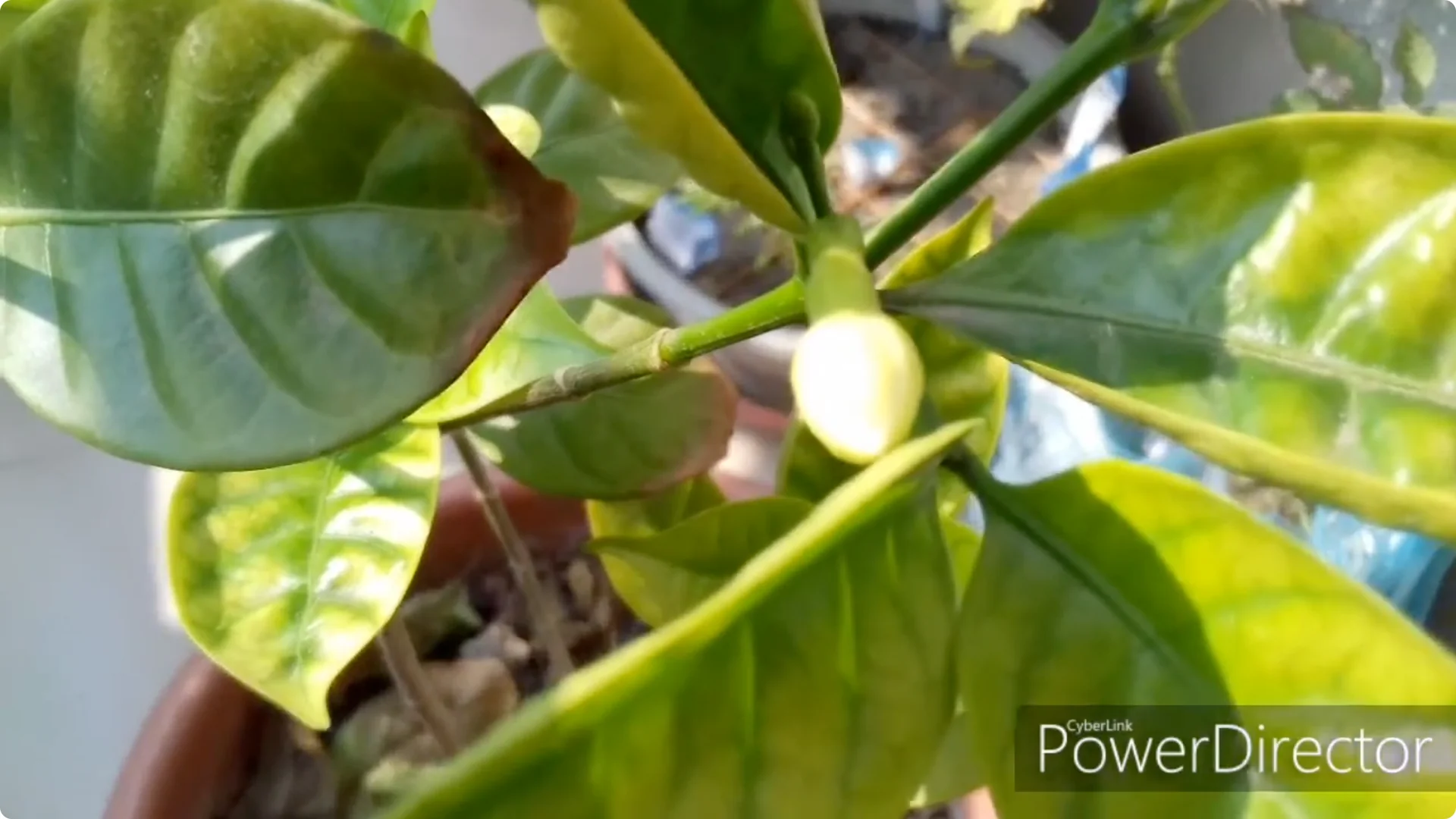 How to Restore Yellow Leaves on Your Chandni Plant Effectively screenshot 2