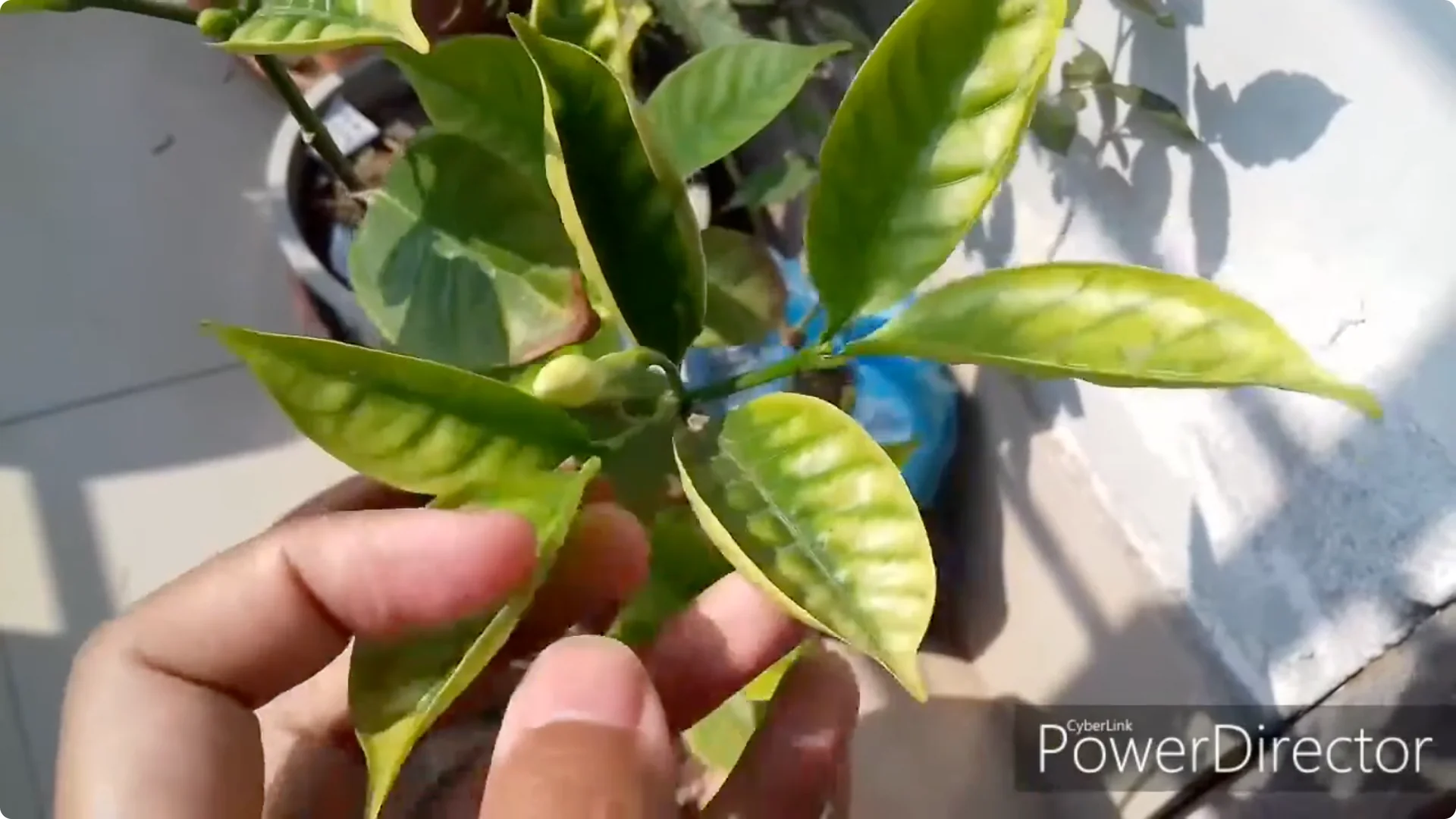 How to Restore Yellow Leaves on Your Chandni Plant Effectively screenshot 3