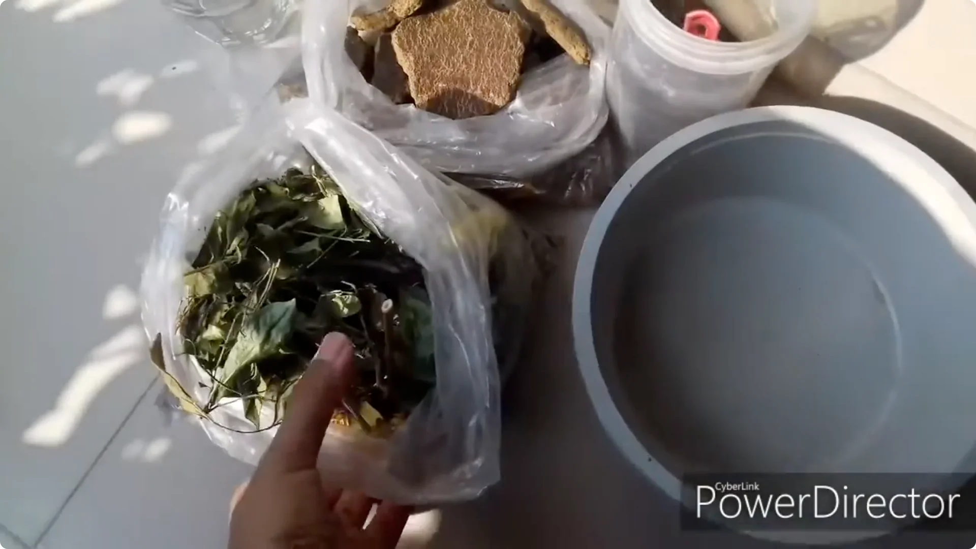 How to Restore Yellow Leaves on Your Chandni Plant Effectively screenshot 4