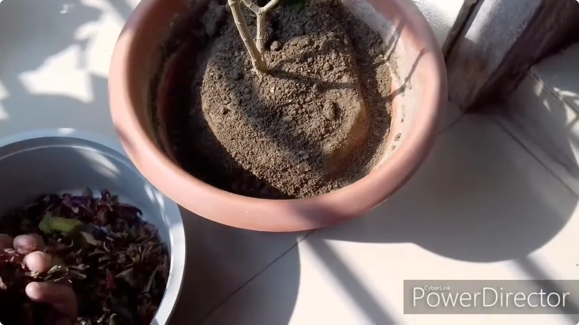 How to Restore Yellow Leaves on Your Chandni Plant Effectively screenshot 5