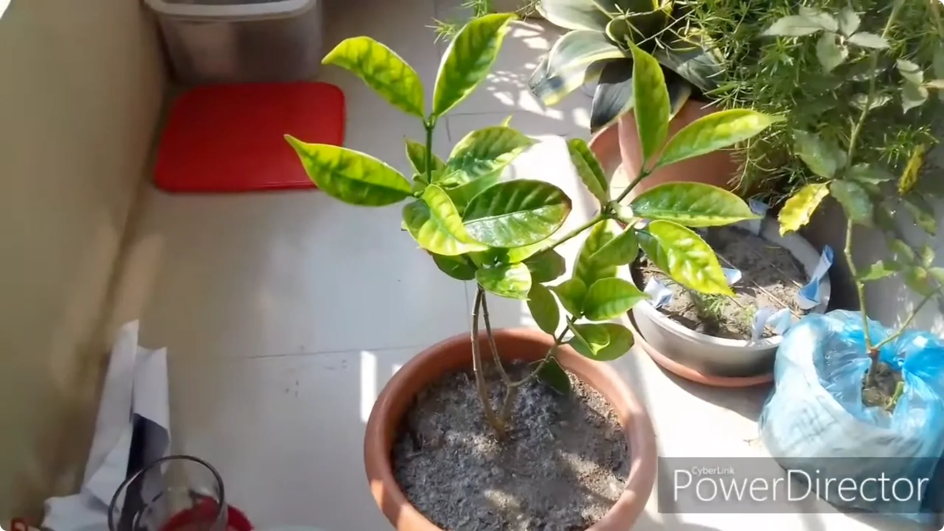 How to Restore Yellow Leaves on Your Chandni Plant Effectively screenshot 7