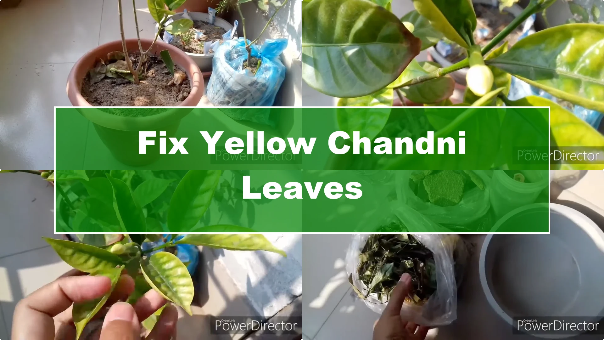 How to Restore Yellow Leaves on Your Chandni Plant Effectively - Featured Image