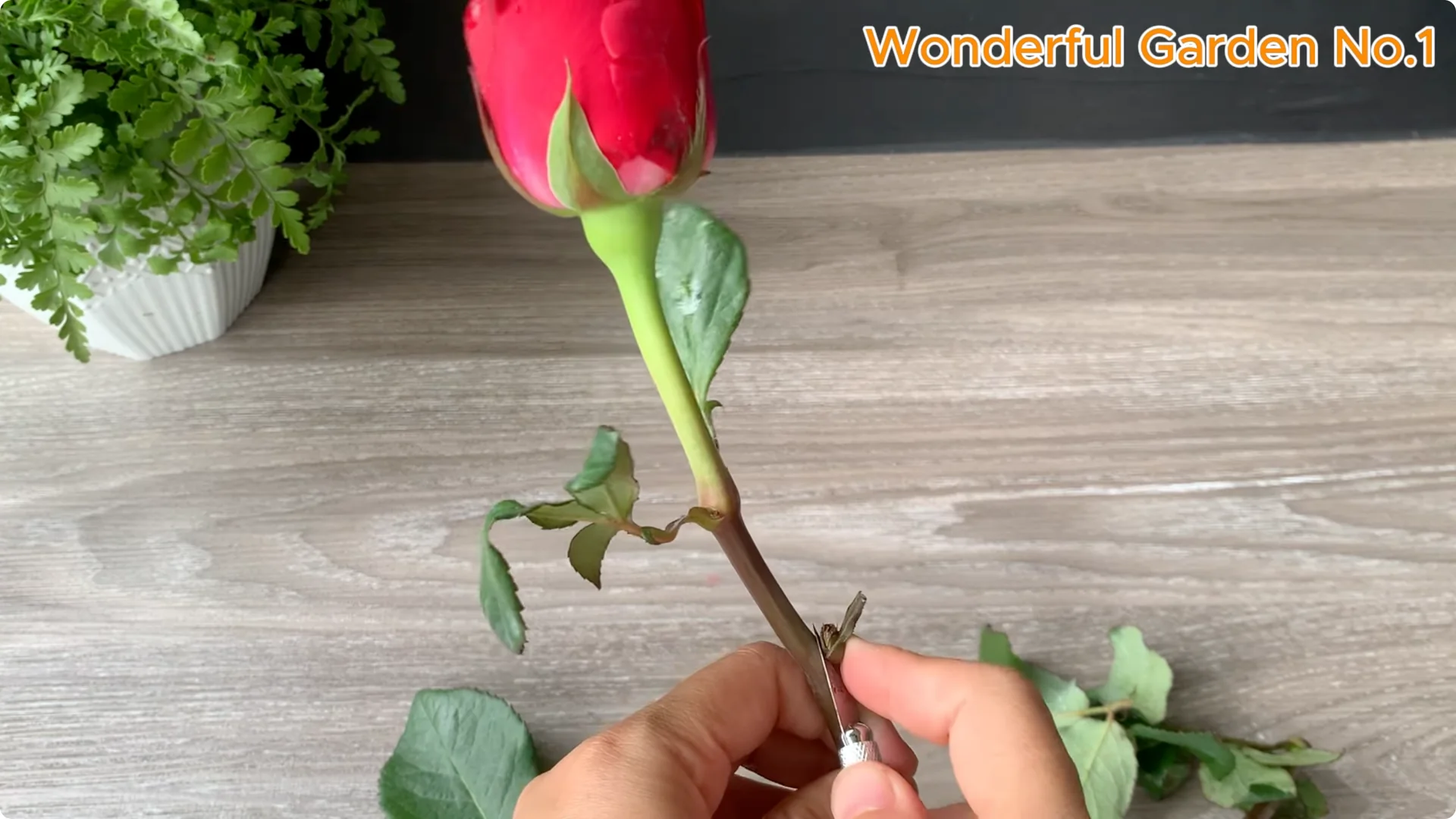 Propagate Roses with Bananas: 3 Easy Steps to Try Today screenshot 1