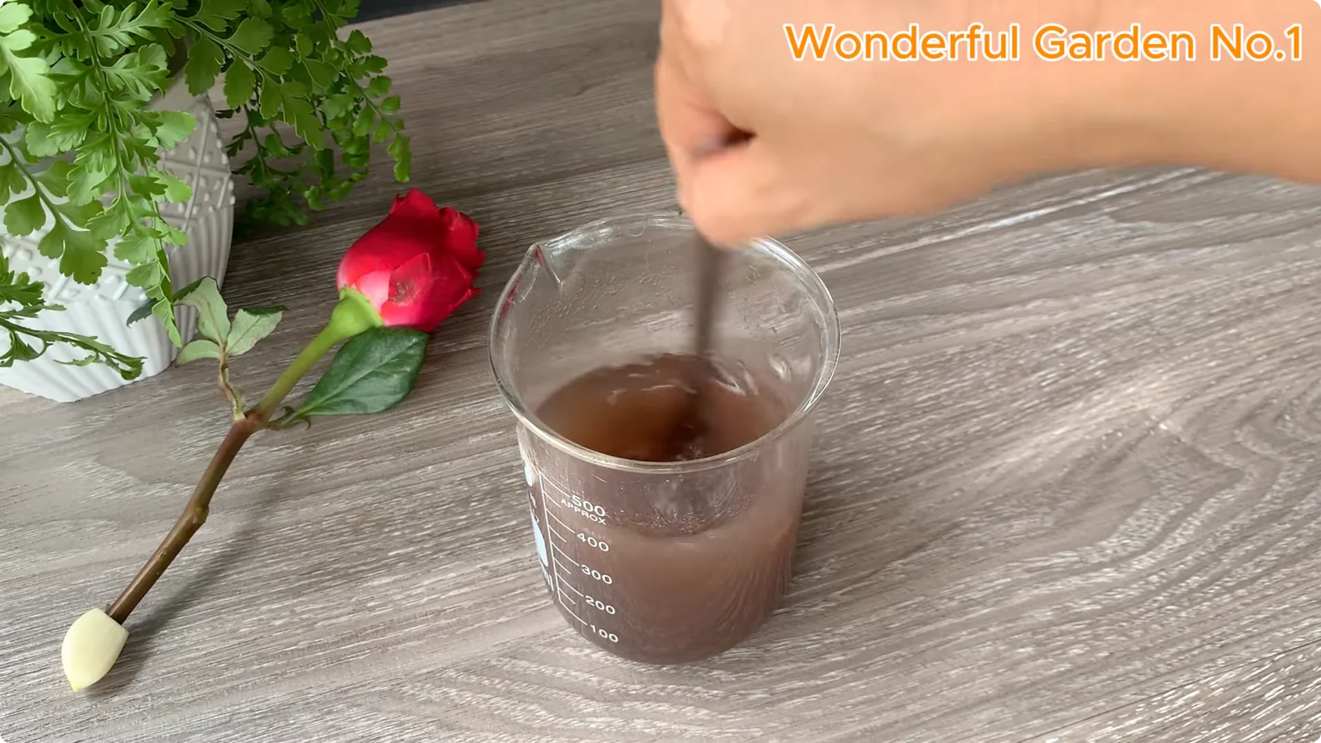 Propagate Roses with Bananas: 3 Easy Steps to Try Today screenshot 3