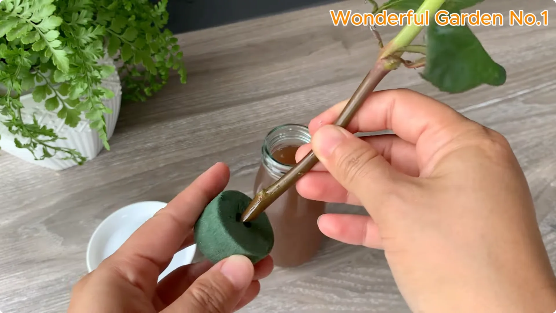 Propagate Roses with Bananas: 3 Easy Steps to Try Today screenshot 5