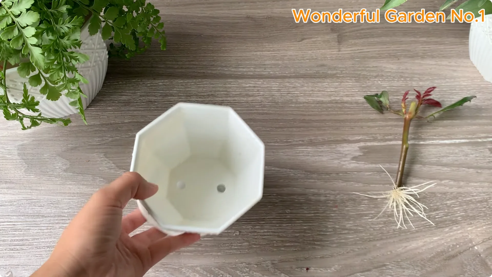 Propagate Roses with Bananas: 3 Easy Steps to Try Today screenshot 6