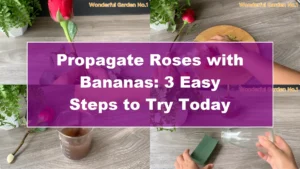 Propagate Roses with Bananas: 3 Easy Steps to Try Today - Featured Image
