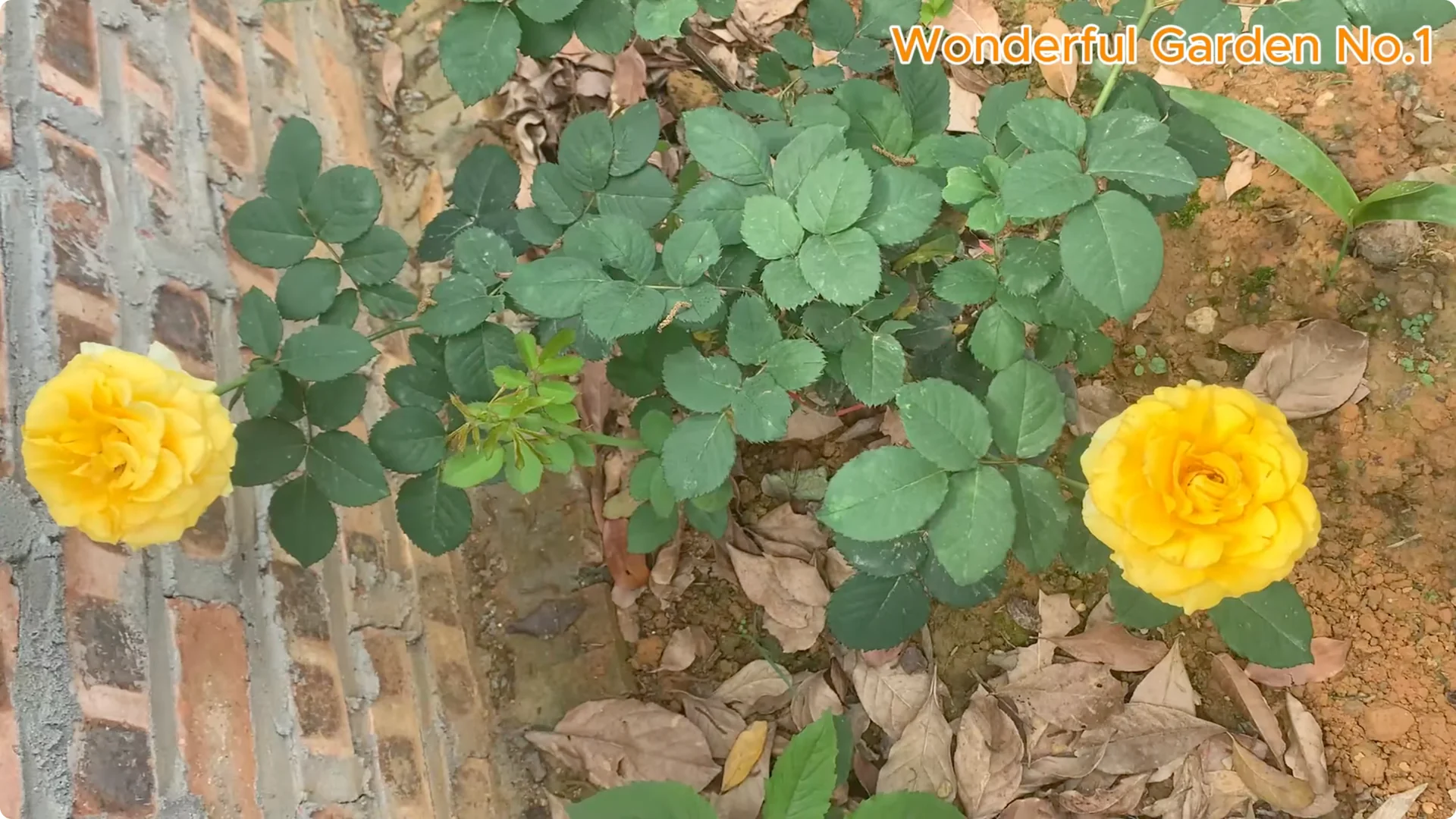 What Happens When You Dip a Rose Stem in This Mix? screenshot 1