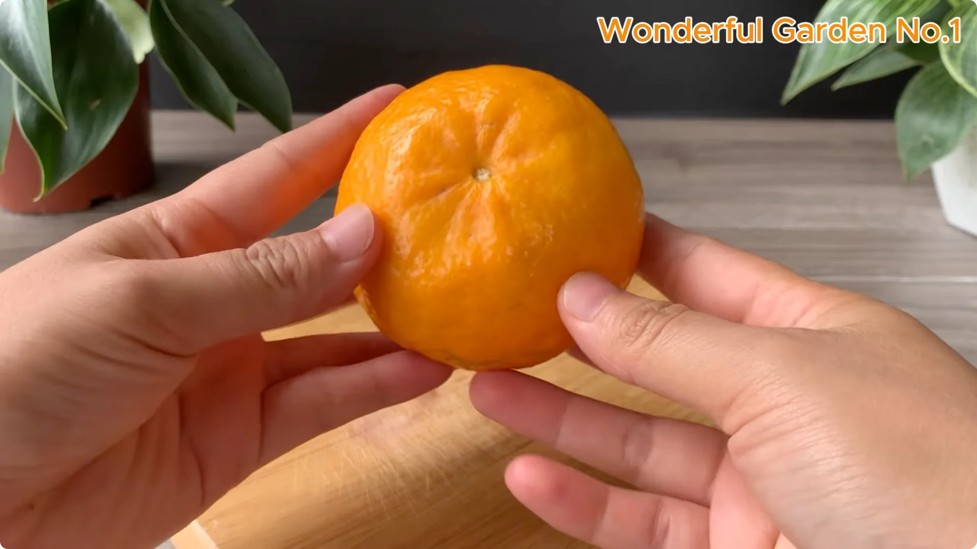 What Happens When You Dip a Rose Stem in This Mix? screenshot 2