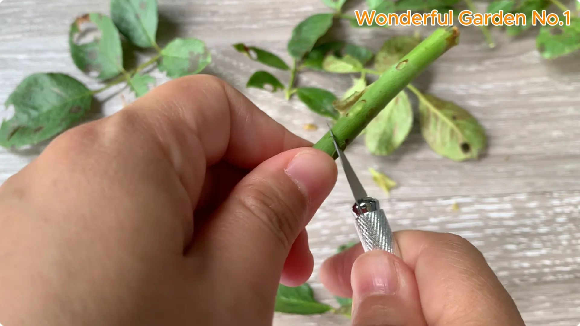 What Happens When You Dip a Rose Stem in This Mix? screenshot 5