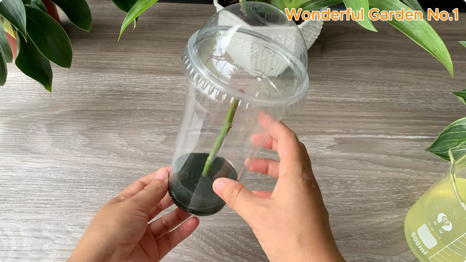 What Happens When You Dip a Rose Stem in This Mix? screenshot 7