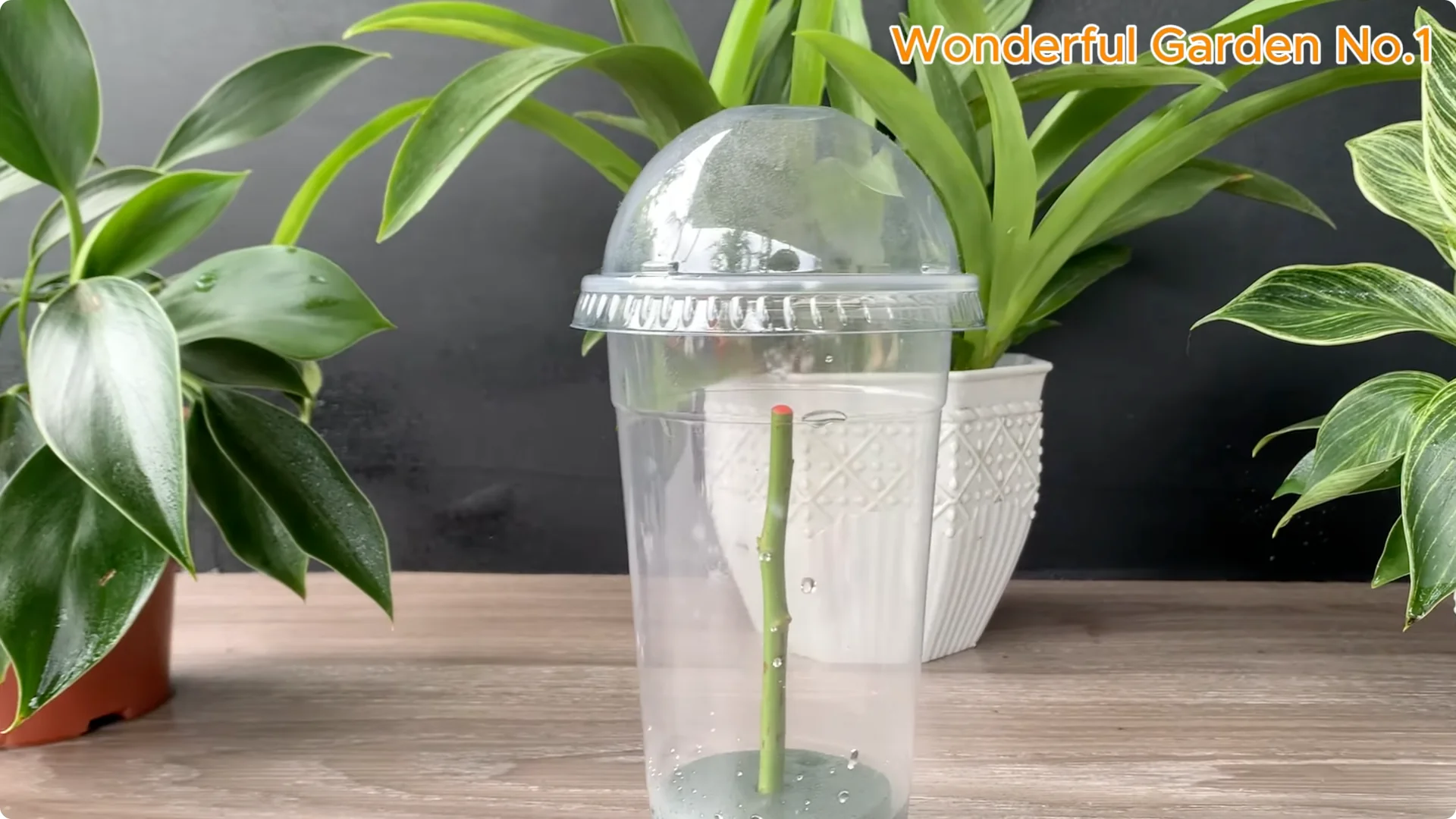 What Happens When You Dip a Rose Stem in This Mix? screenshot 8