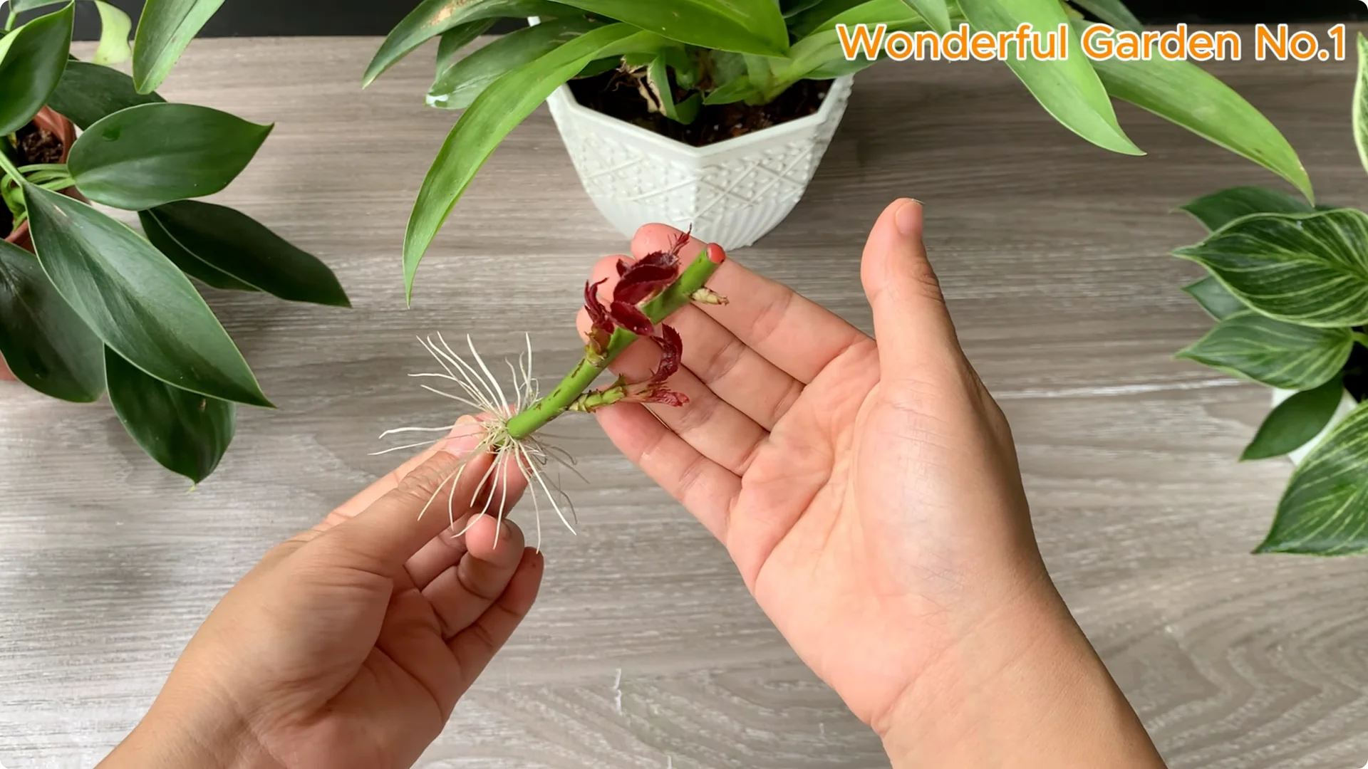 What Happens When You Dip a Rose Stem in This Mix? screenshot 9