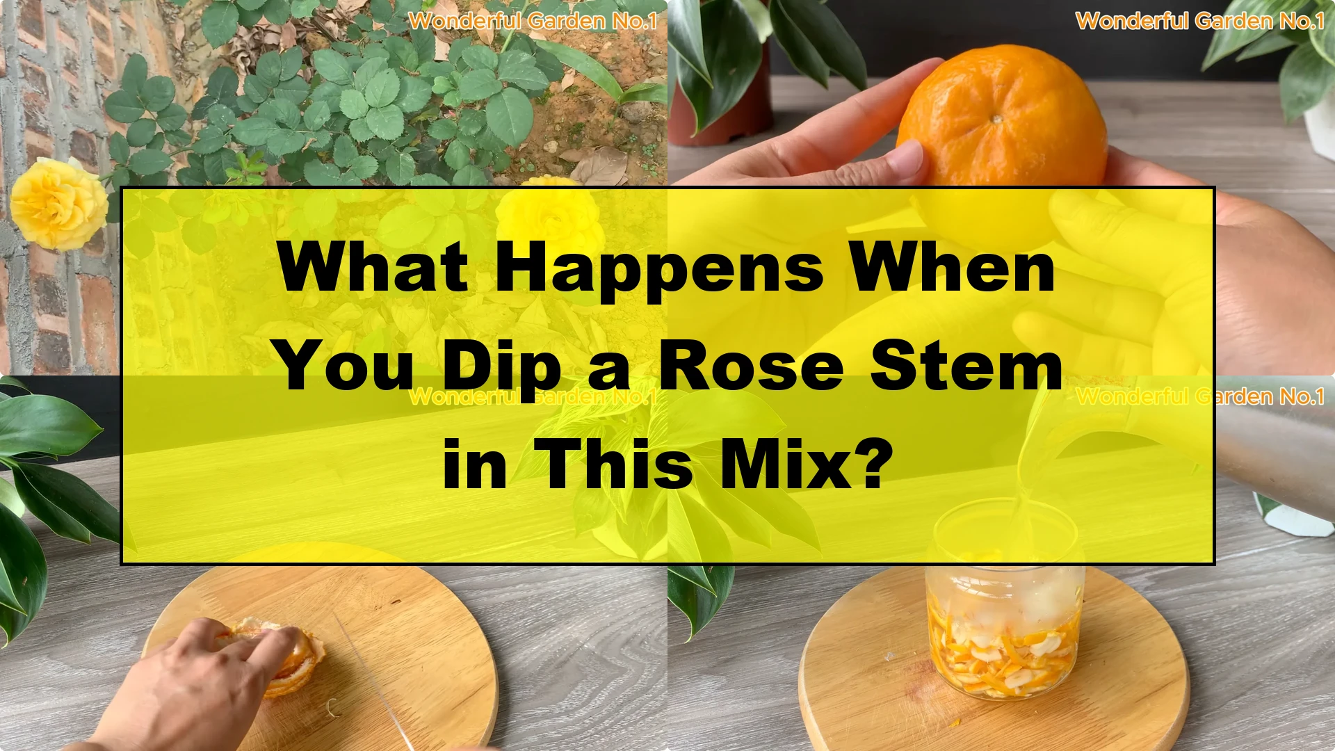 What Happens When You Dip a Rose Stem in This Mix? - Featured Image