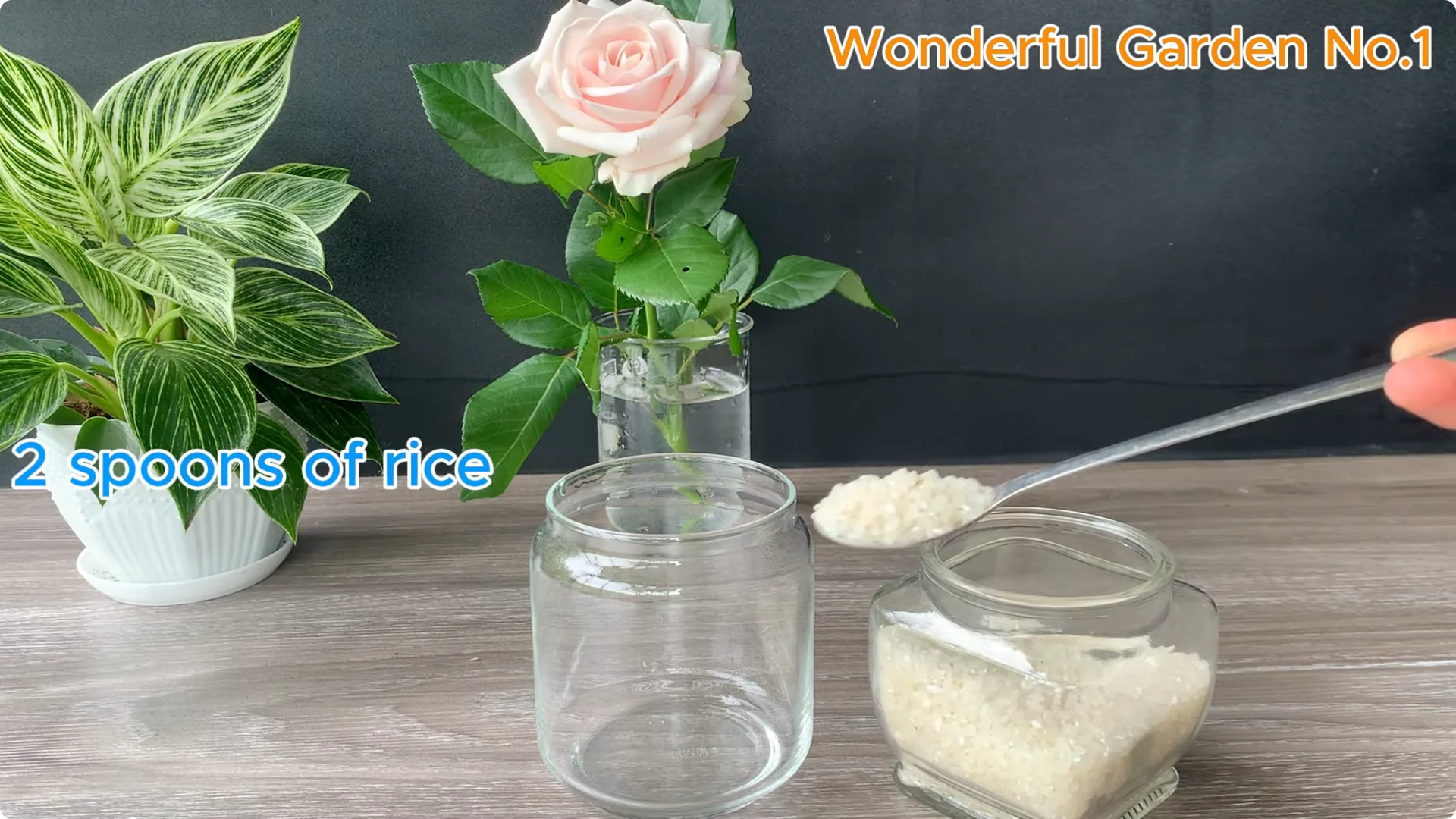 What Happens When You Soak a Rose Branch in Carrot Juice Overnight? screenshot 1