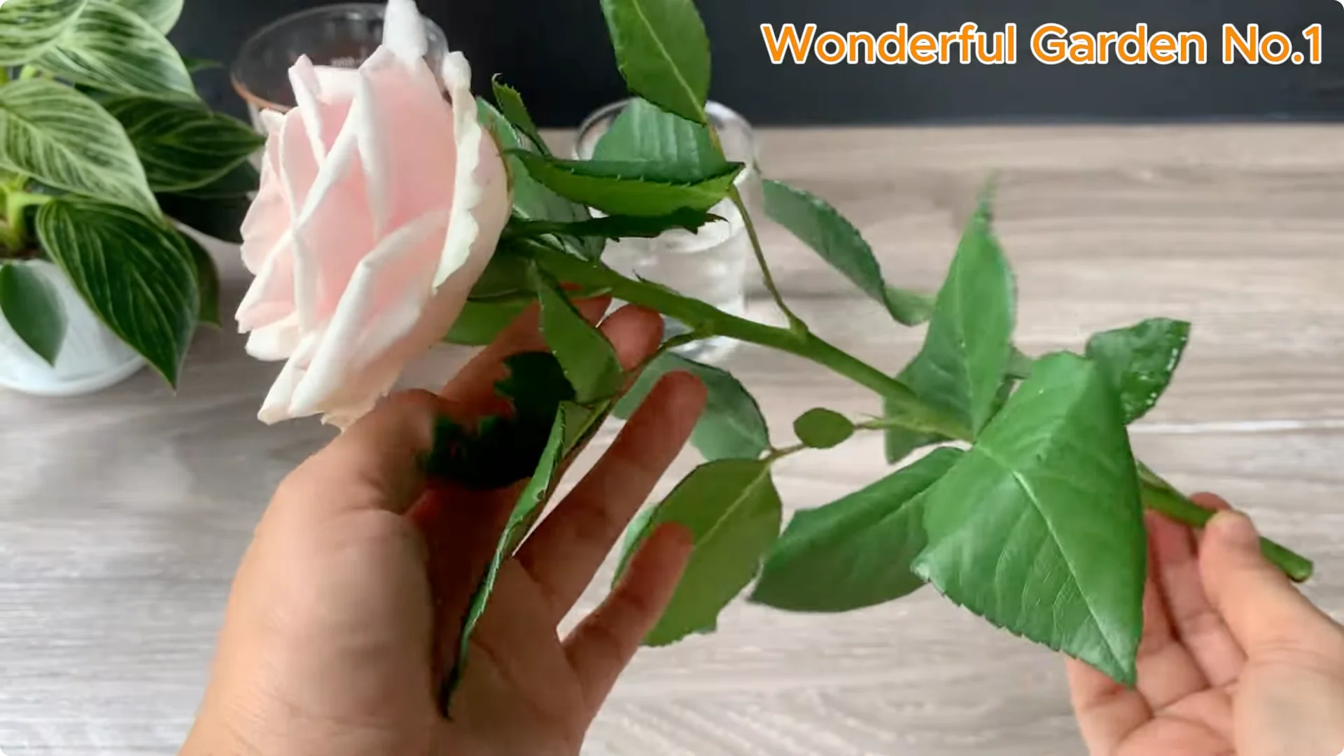 What Happens When You Soak a Rose Branch in Carrot Juice Overnight? screenshot 10