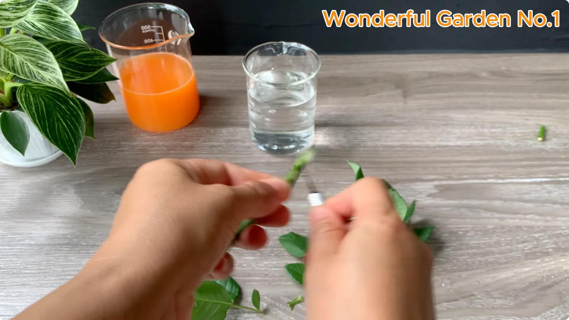 What Happens When You Soak a Rose Branch in Carrot Juice Overnight? screenshot 11