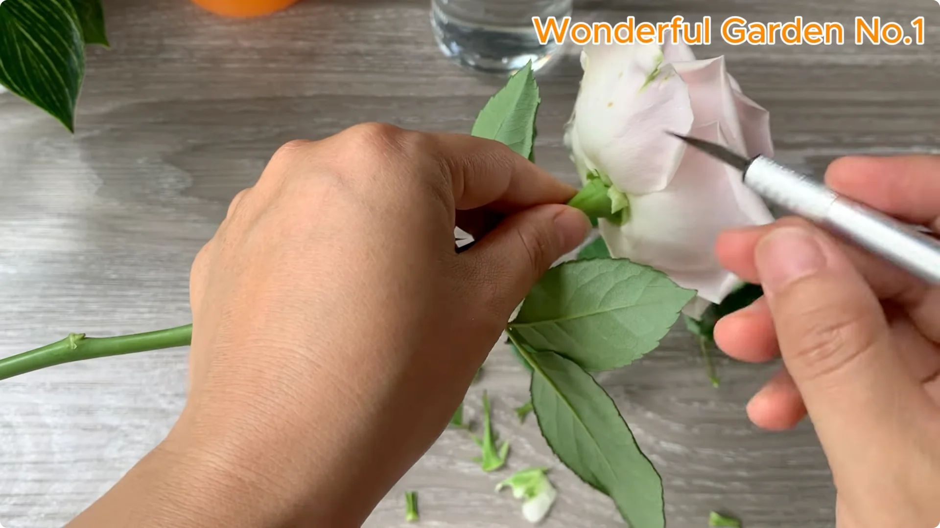 What Happens When You Soak a Rose Branch in Carrot Juice Overnight? screenshot 12