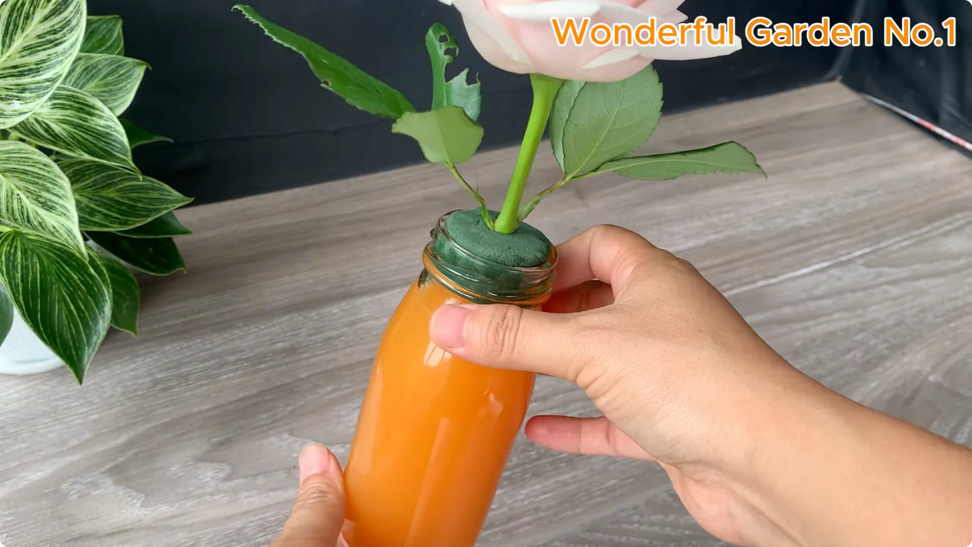 What Happens When You Soak a Rose Branch in Carrot Juice Overnight? screenshot 17