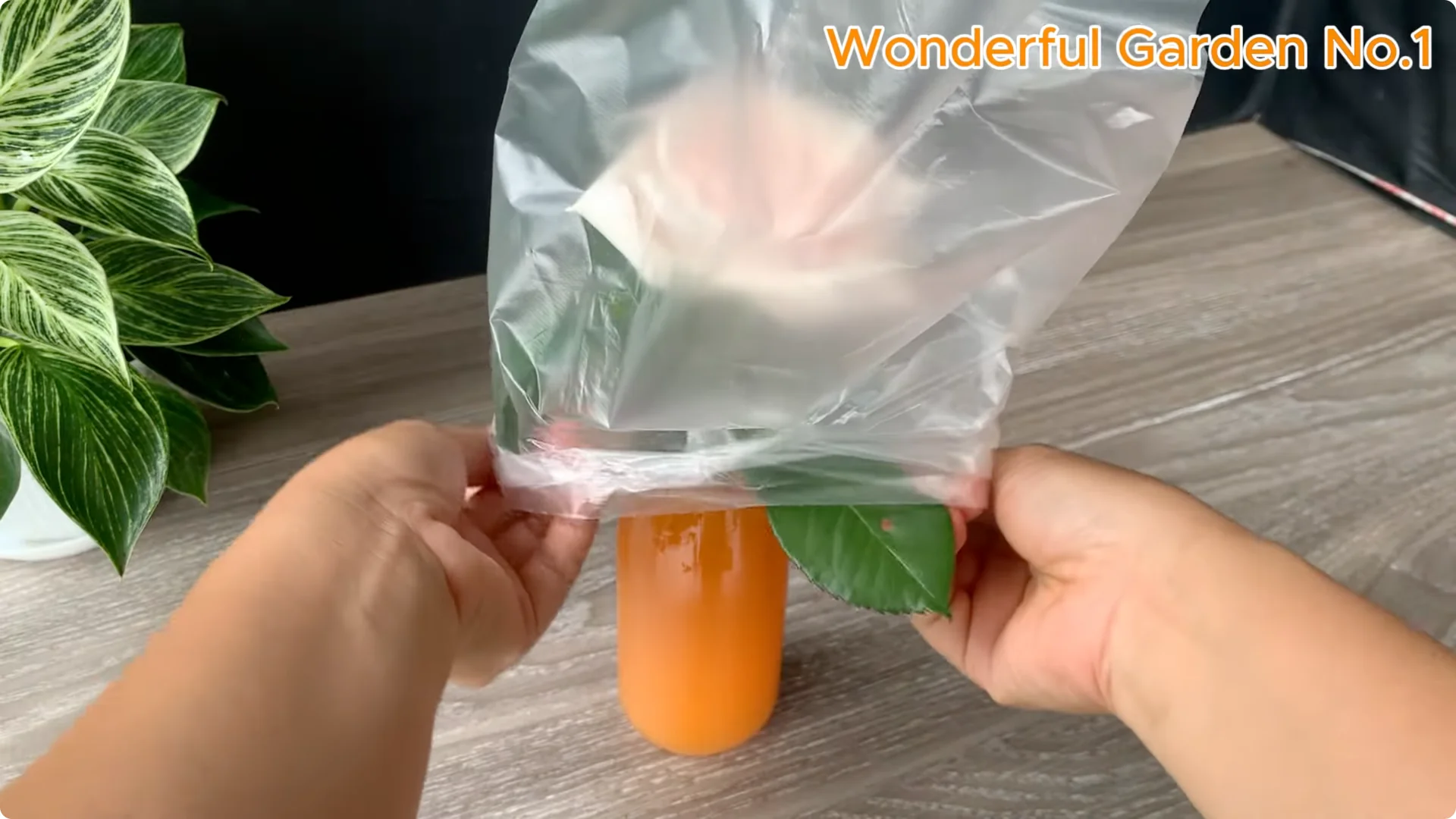 What Happens When You Soak a Rose Branch in Carrot Juice Overnight? screenshot 18