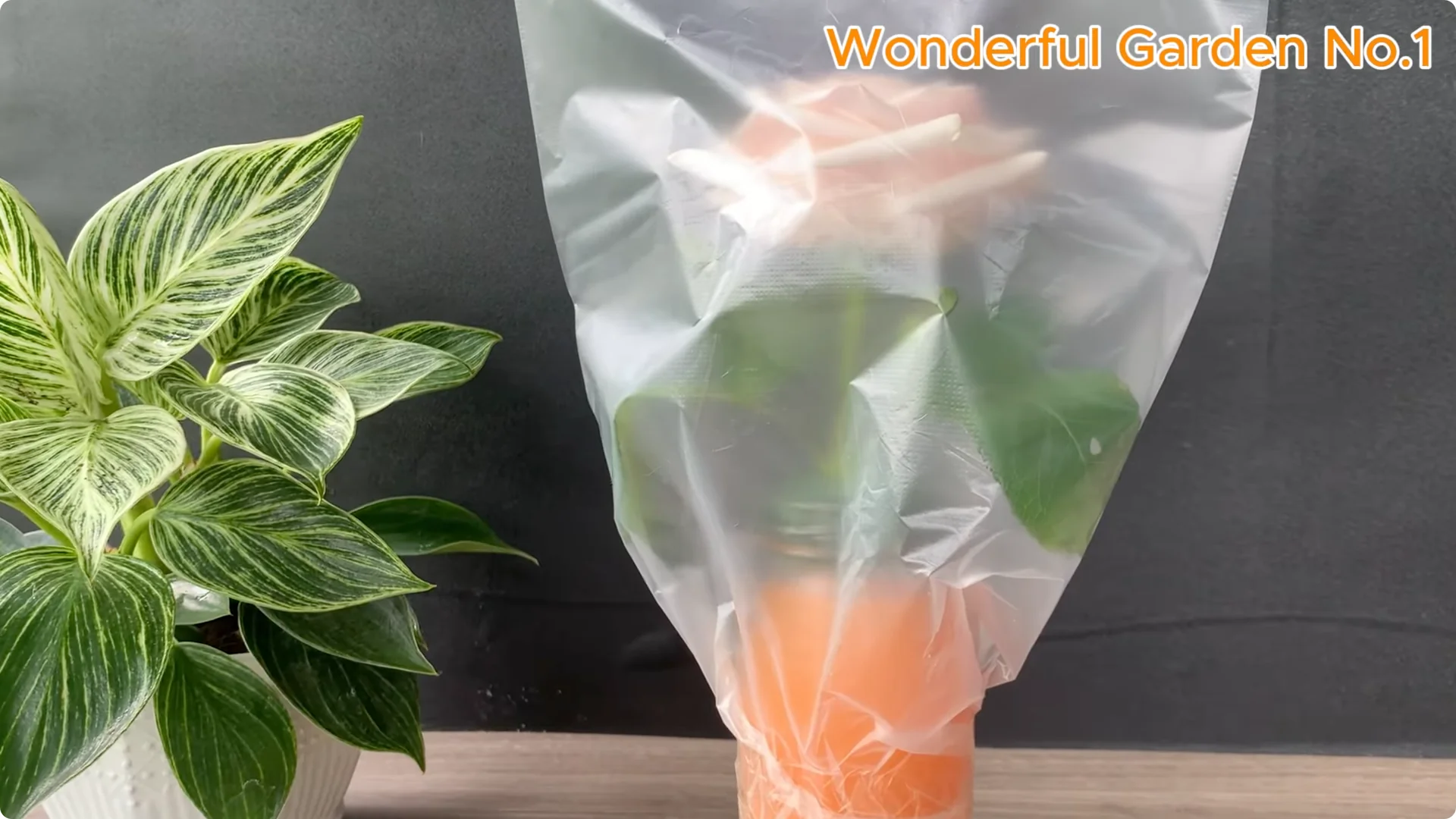 What Happens When You Soak a Rose Branch in Carrot Juice Overnight? screenshot 19