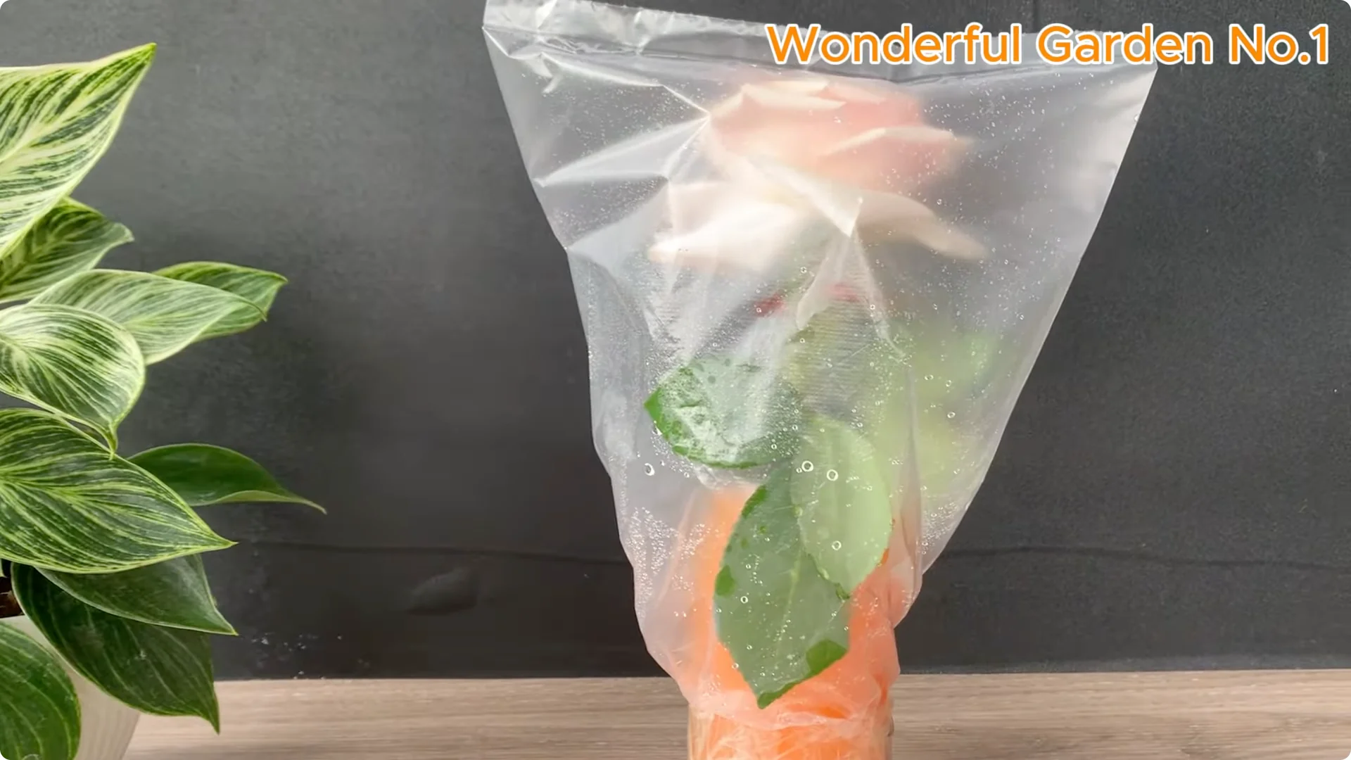 What Happens When You Soak a Rose Branch in Carrot Juice Overnight? screenshot 20