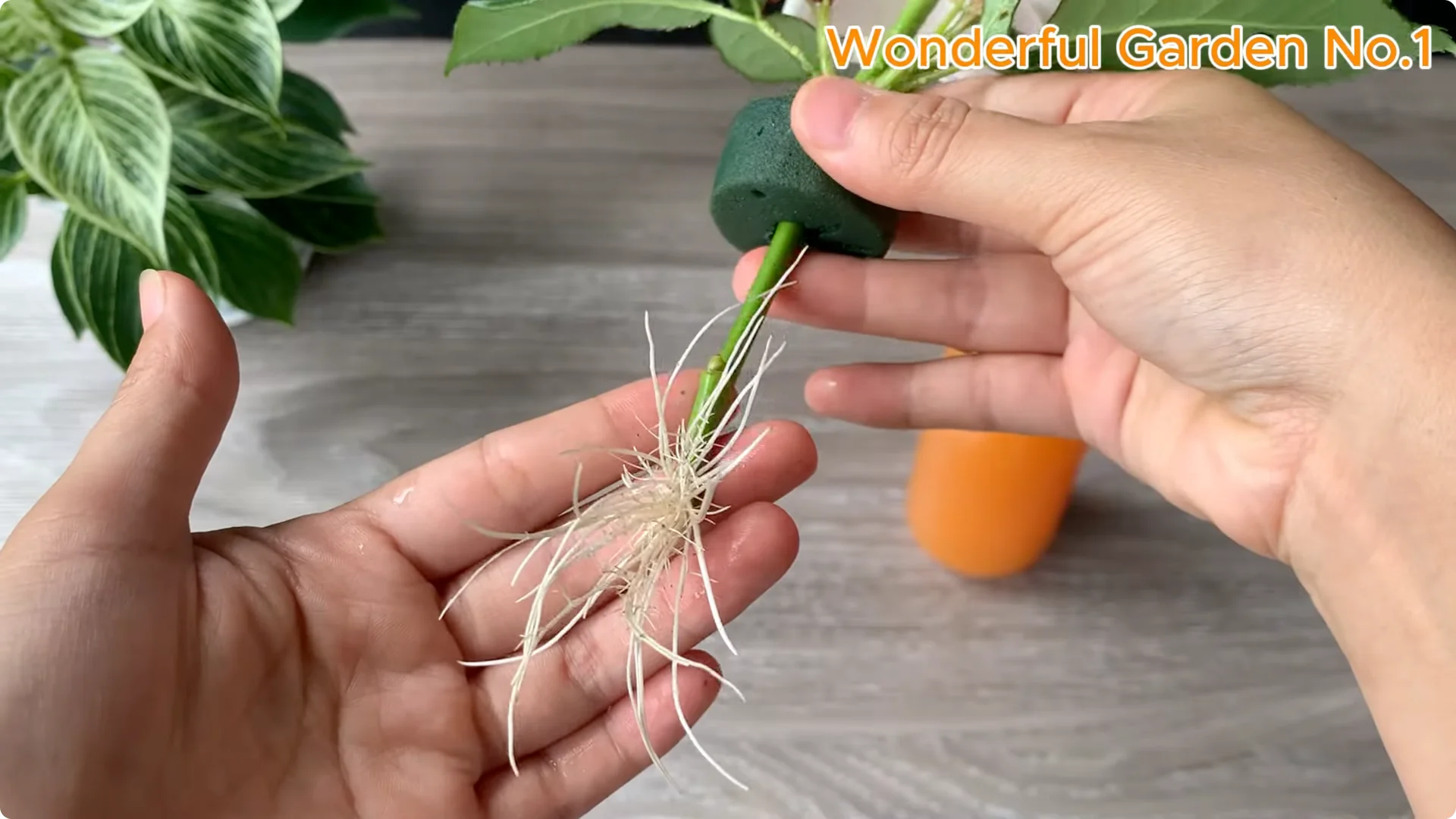 What Happens When You Soak a Rose Branch in Carrot Juice Overnight? screenshot 21