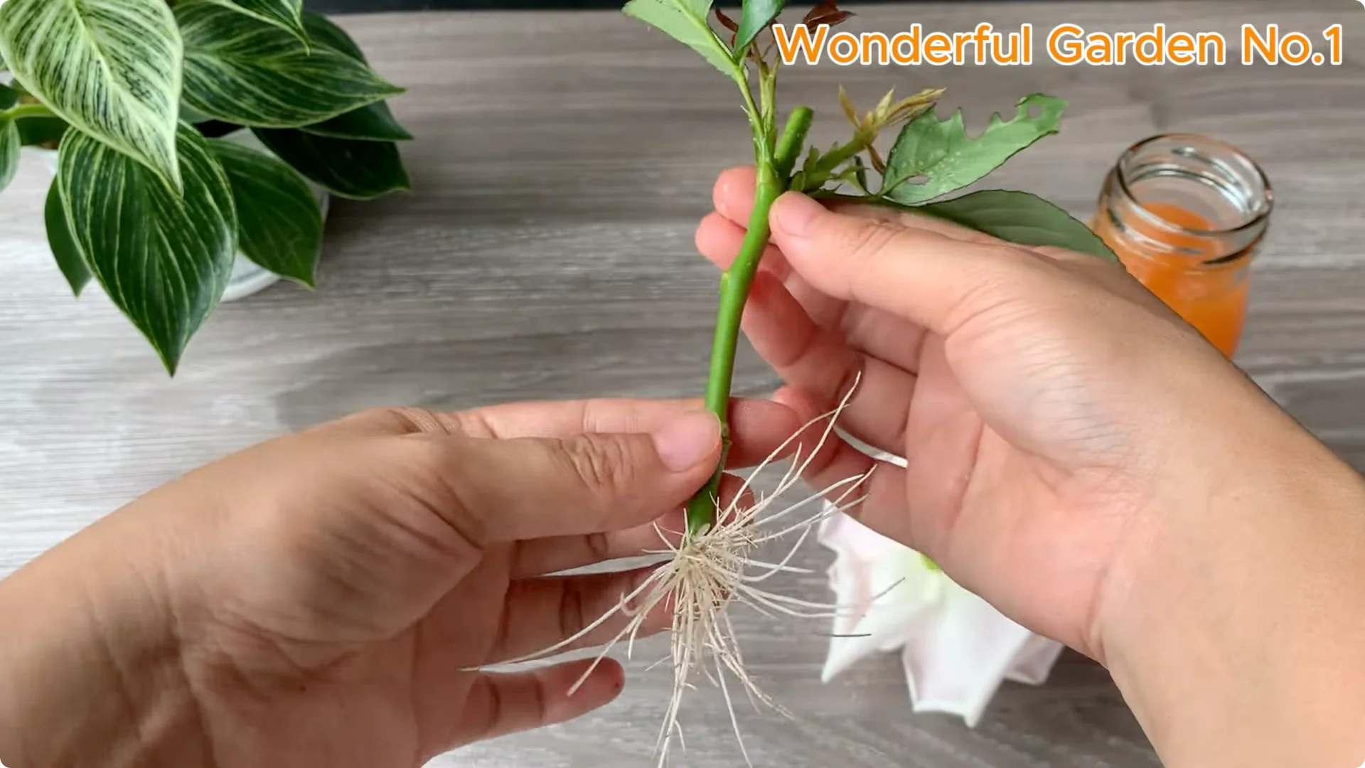 What Happens When You Soak a Rose Branch in Carrot Juice Overnight? screenshot 22