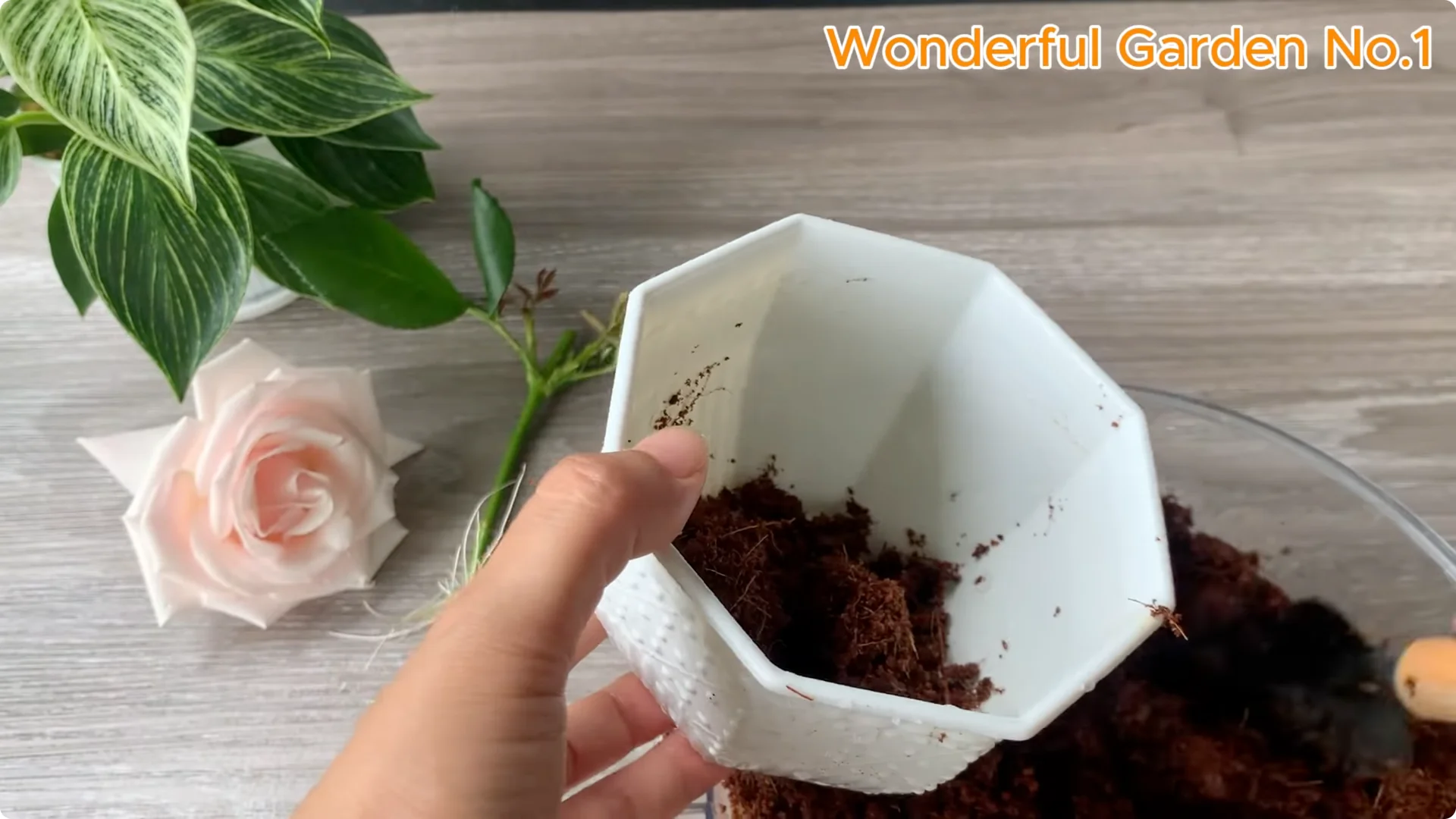 What Happens When You Soak a Rose Branch in Carrot Juice Overnight? screenshot 23