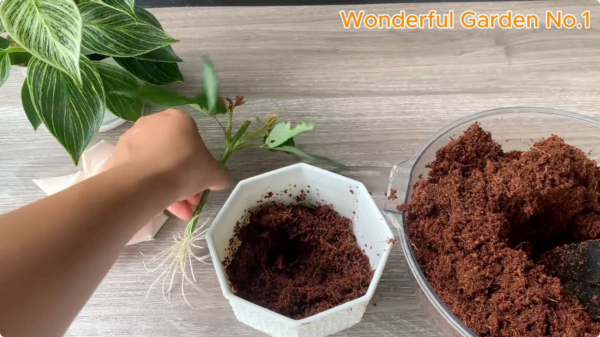 What Happens When You Soak a Rose Branch in Carrot Juice Overnight? screenshot 24