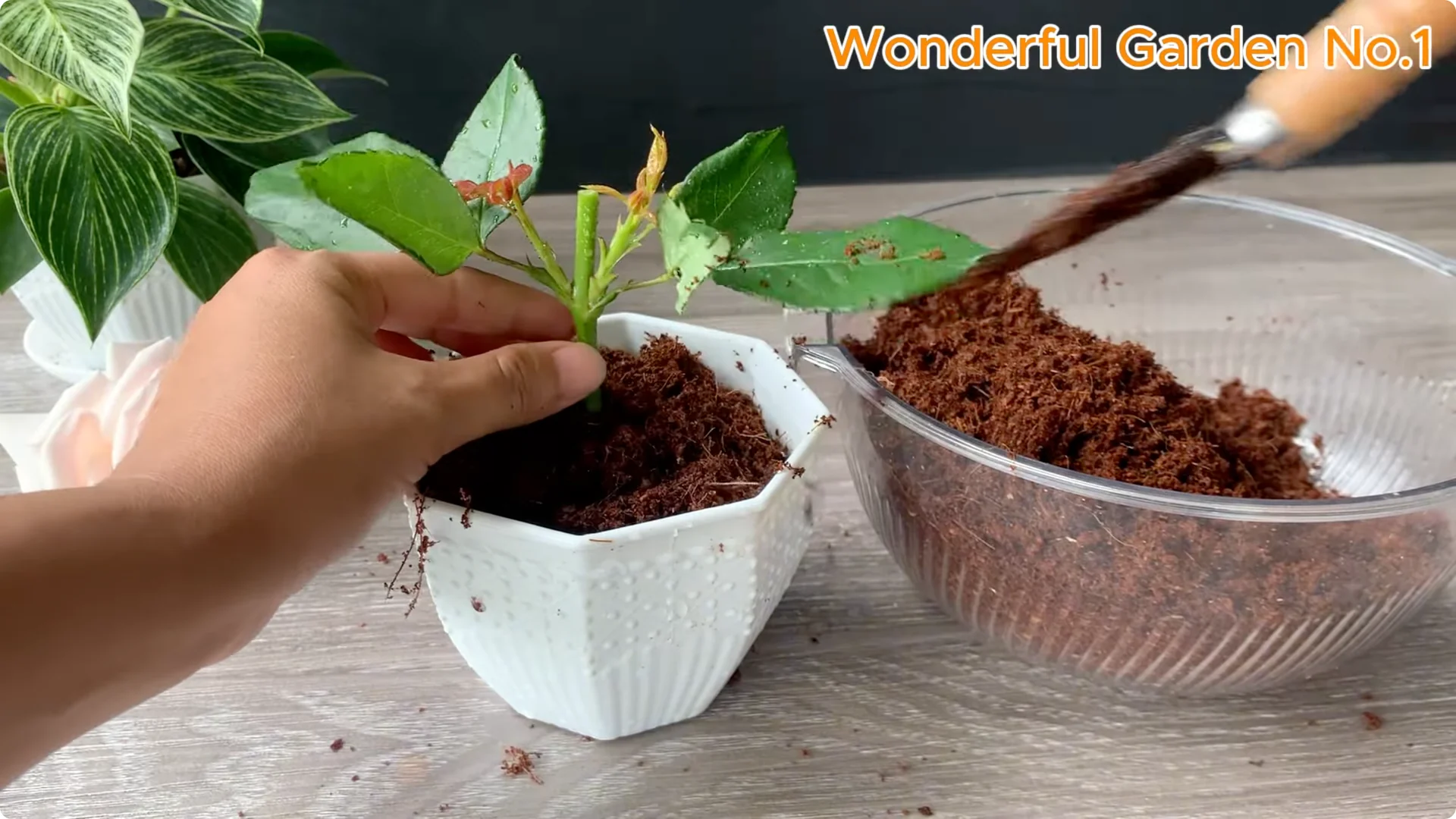 What Happens When You Soak a Rose Branch in Carrot Juice Overnight? screenshot 25