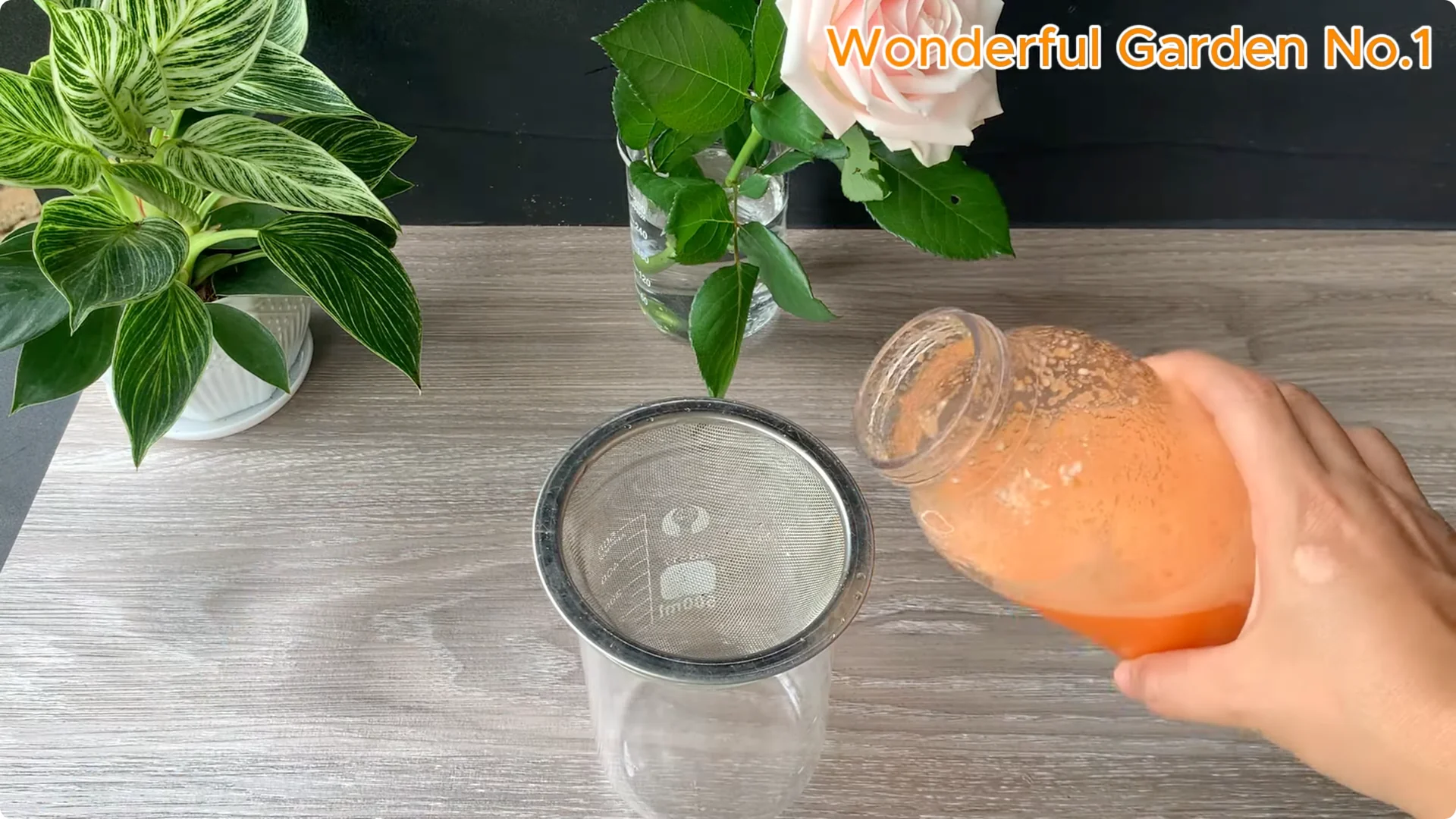 What Happens When You Soak a Rose Branch in Carrot Juice Overnight? screenshot 6