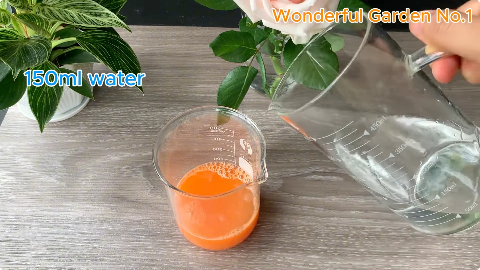 What Happens When You Soak a Rose Branch in Carrot Juice Overnight? screenshot 8