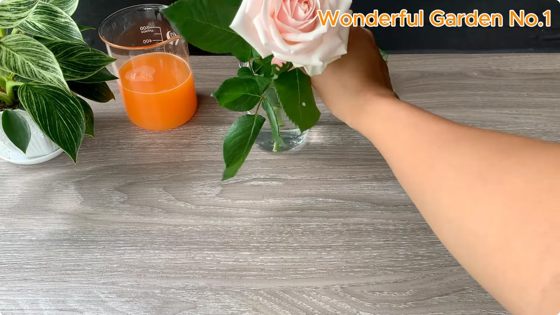 What Happens When You Soak a Rose Branch in Carrot Juice Overnight? screenshot 9