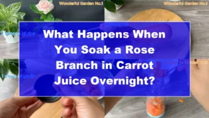 What Happens When You Soak a Rose Branch in Carrot Juice Overnight? - Featured Image