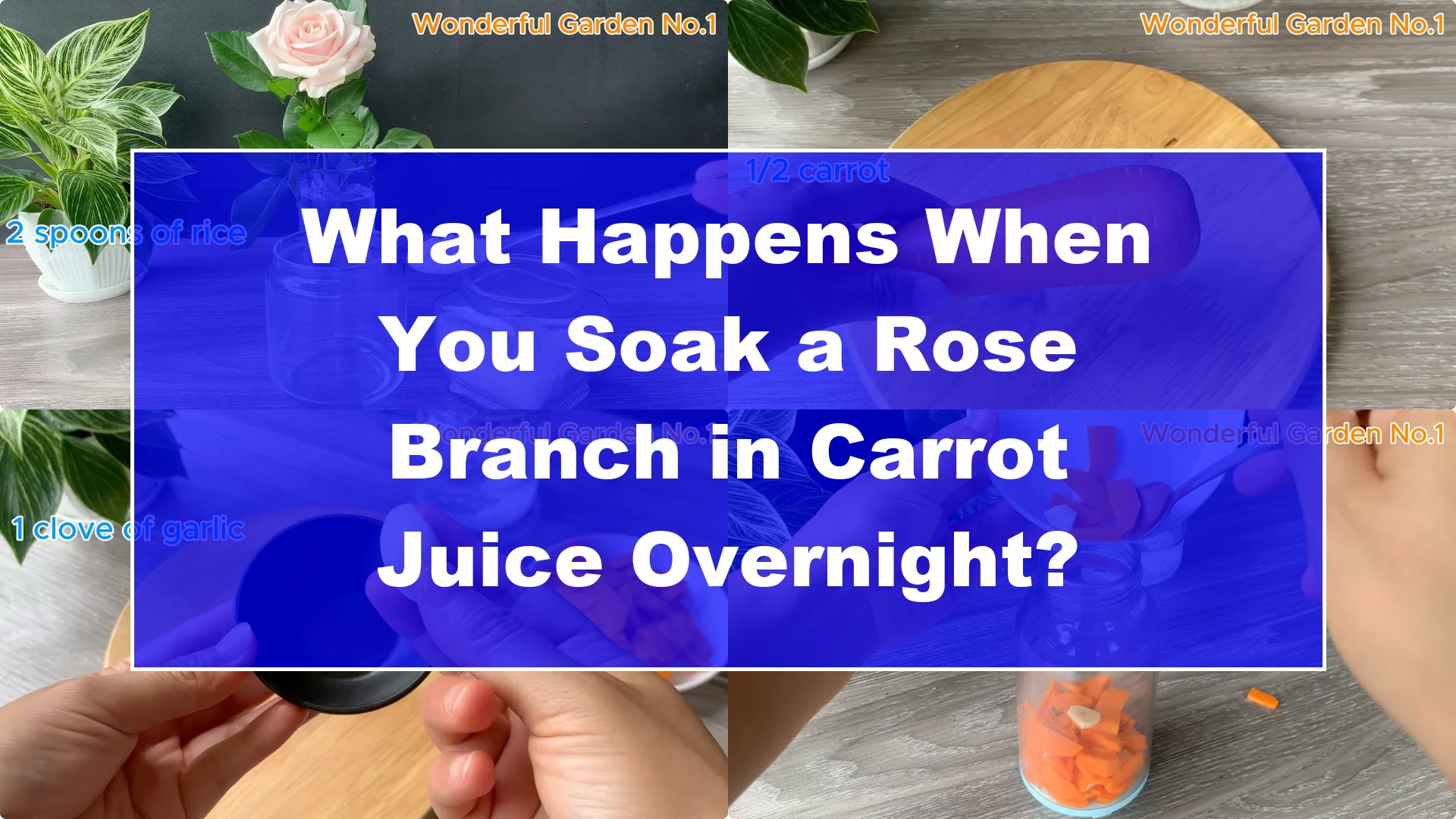 What Happens When You Soak a Rose Branch in Carrot Juice Overnight? - Featured Image