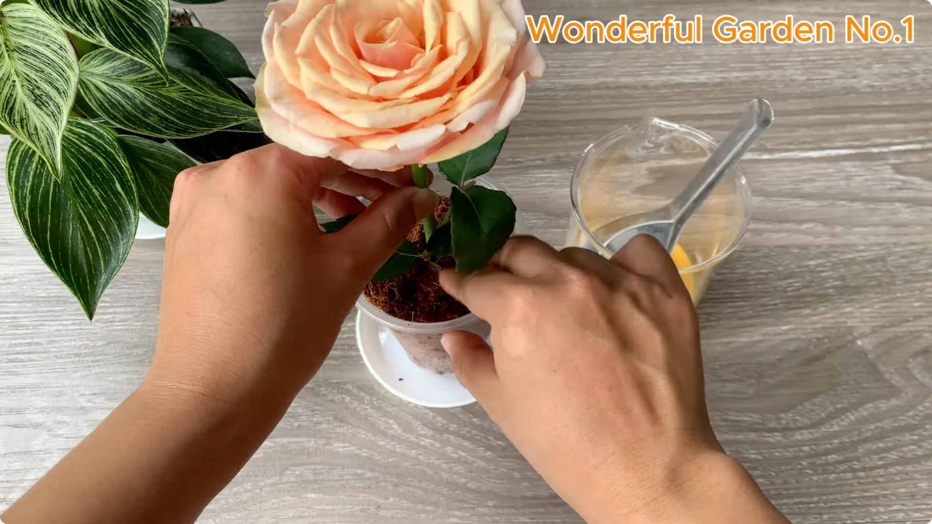 What Happens When You Stick a Rose Branch in Garlic Overnight? screenshot 10