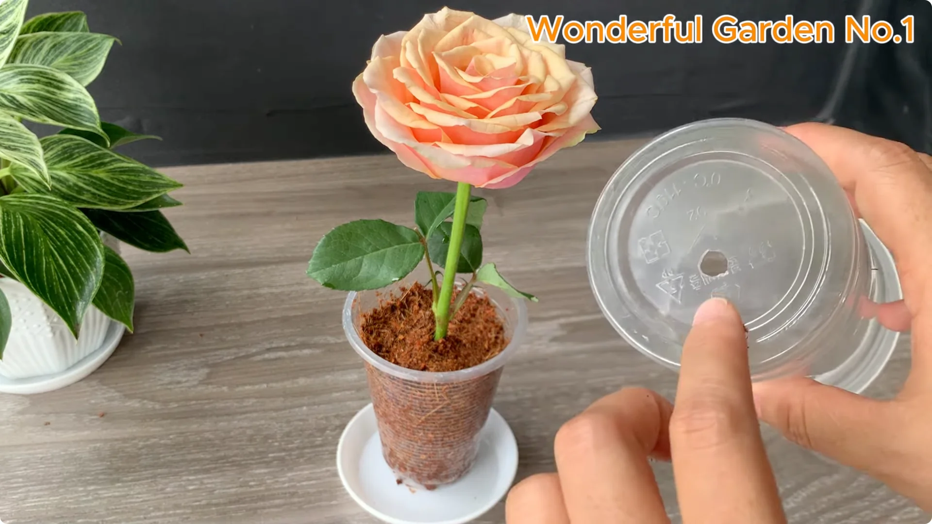 What Happens When You Stick a Rose Branch in Garlic Overnight? screenshot 11