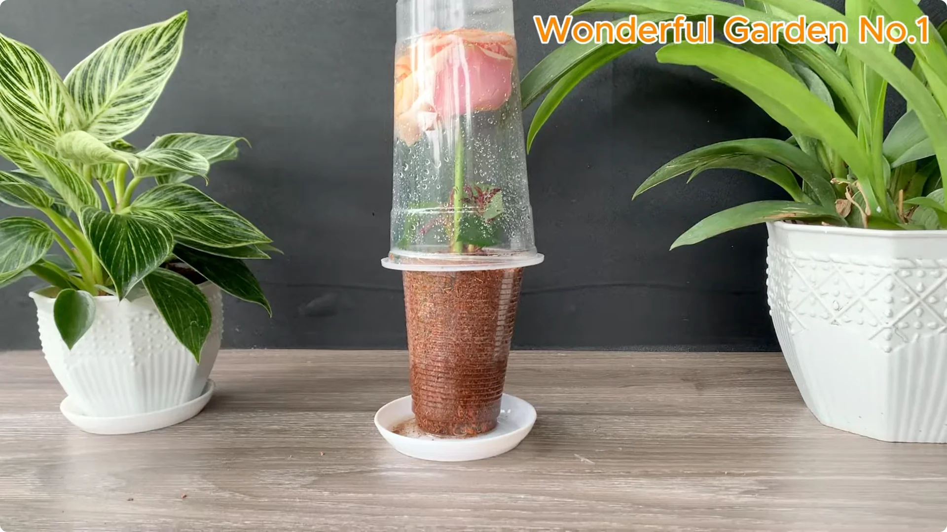 What Happens When You Stick a Rose Branch in Garlic Overnight? screenshot 13