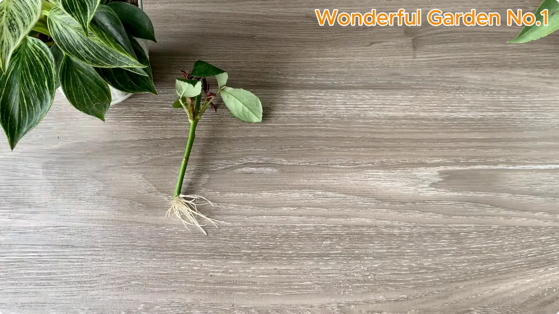 What Happens When You Stick a Rose Branch in Garlic Overnight? screenshot 14