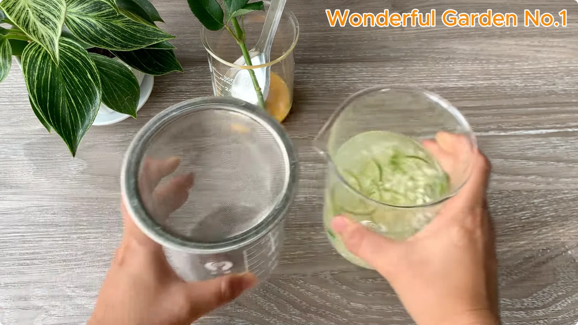 What Happens When You Stick a Rose Branch in Garlic Overnight? screenshot 7